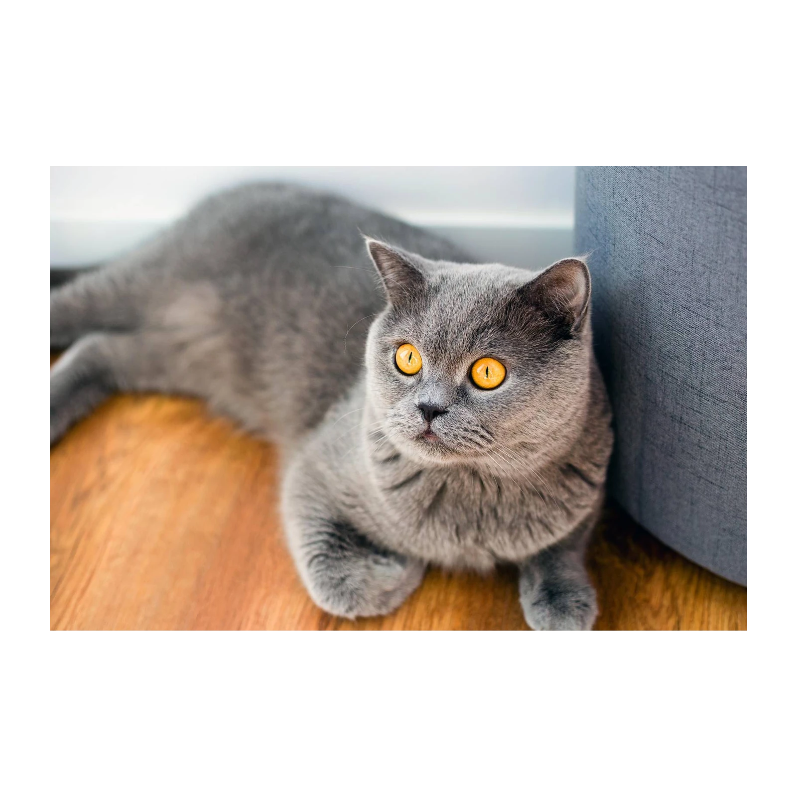 Adorable British Shorthair Cat Wall Art
