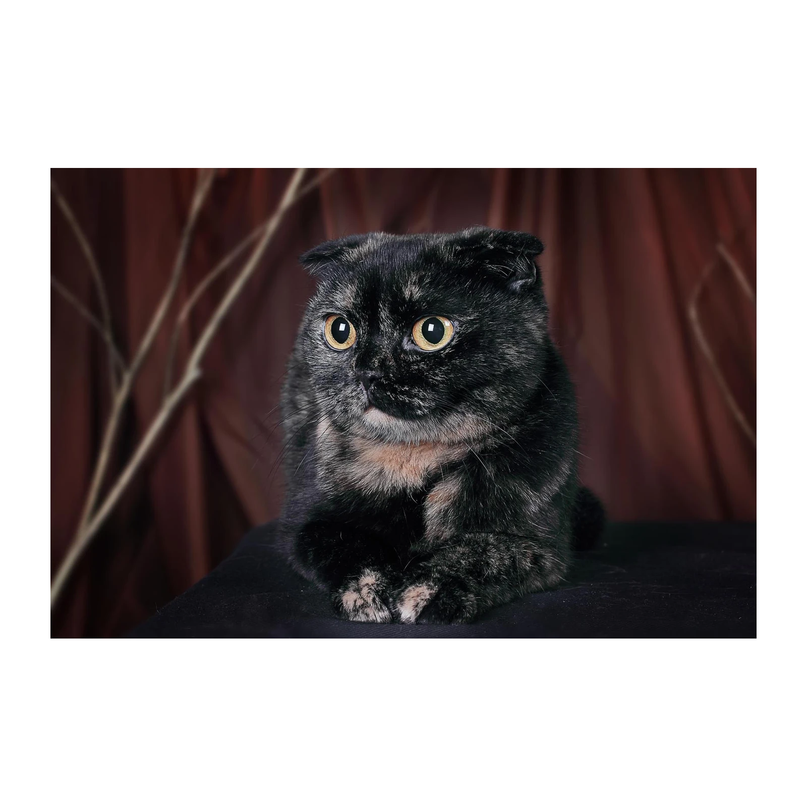 Tortie Scottish Fold Cat Portrait Wall Art