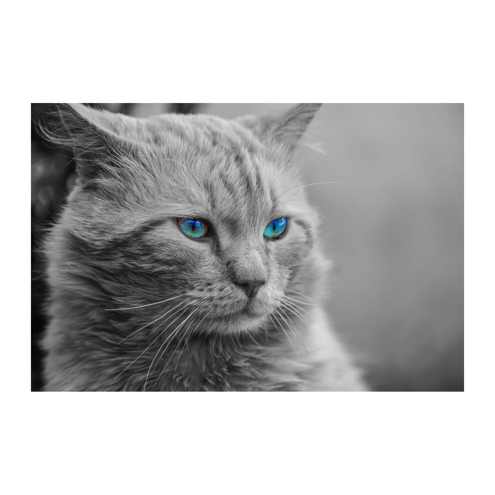 Mesmerizing Blue Eyes Cat Wall Art