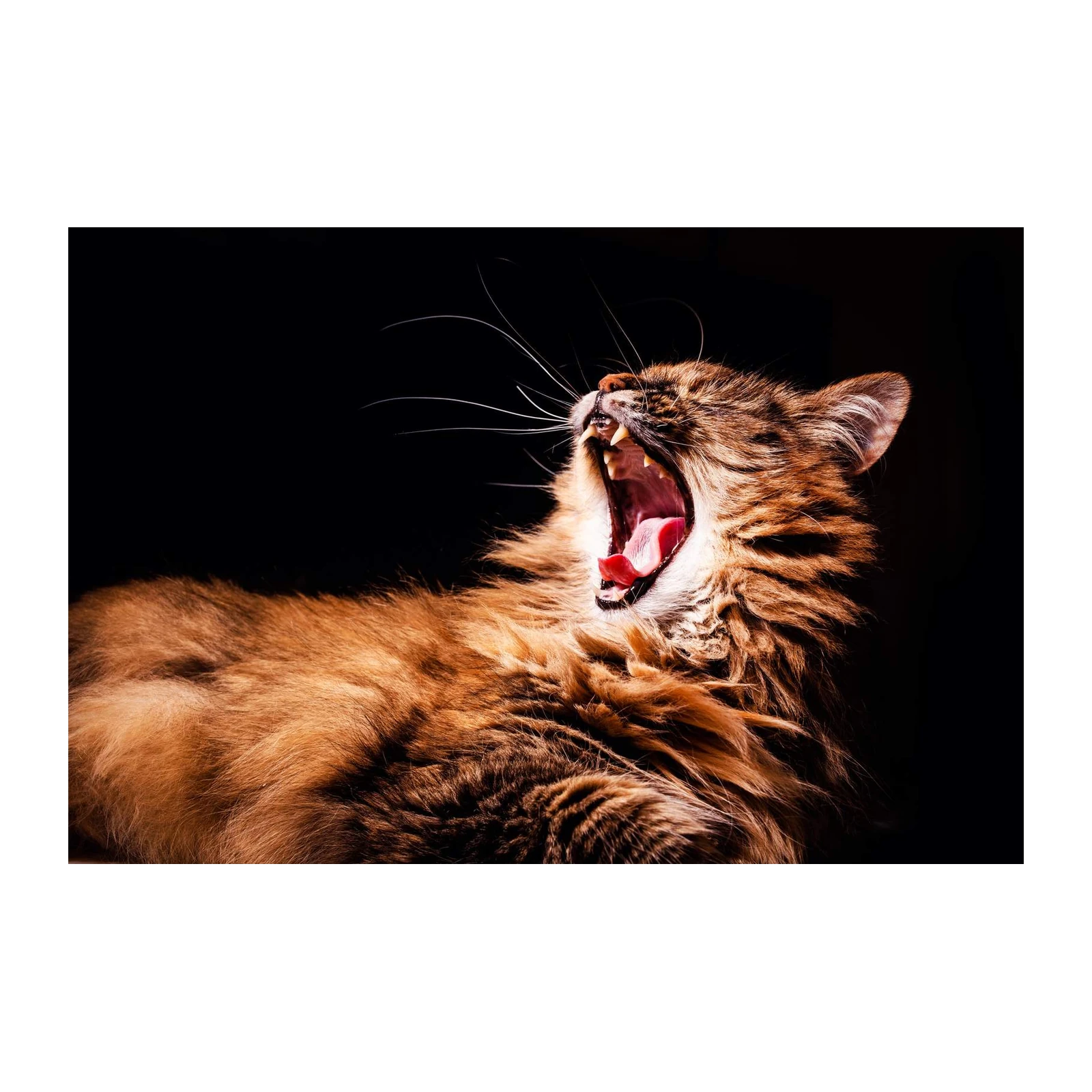 Majestic Feline Yawn Wall Art