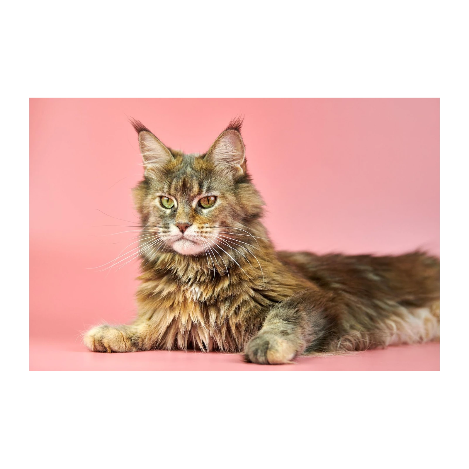 Majestic Maine Coon Cat Portrait Wall Art