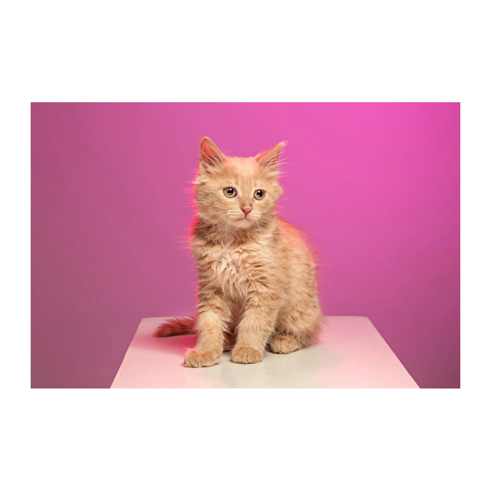 Adorable Ginger Kitten Pop Art Wall Art