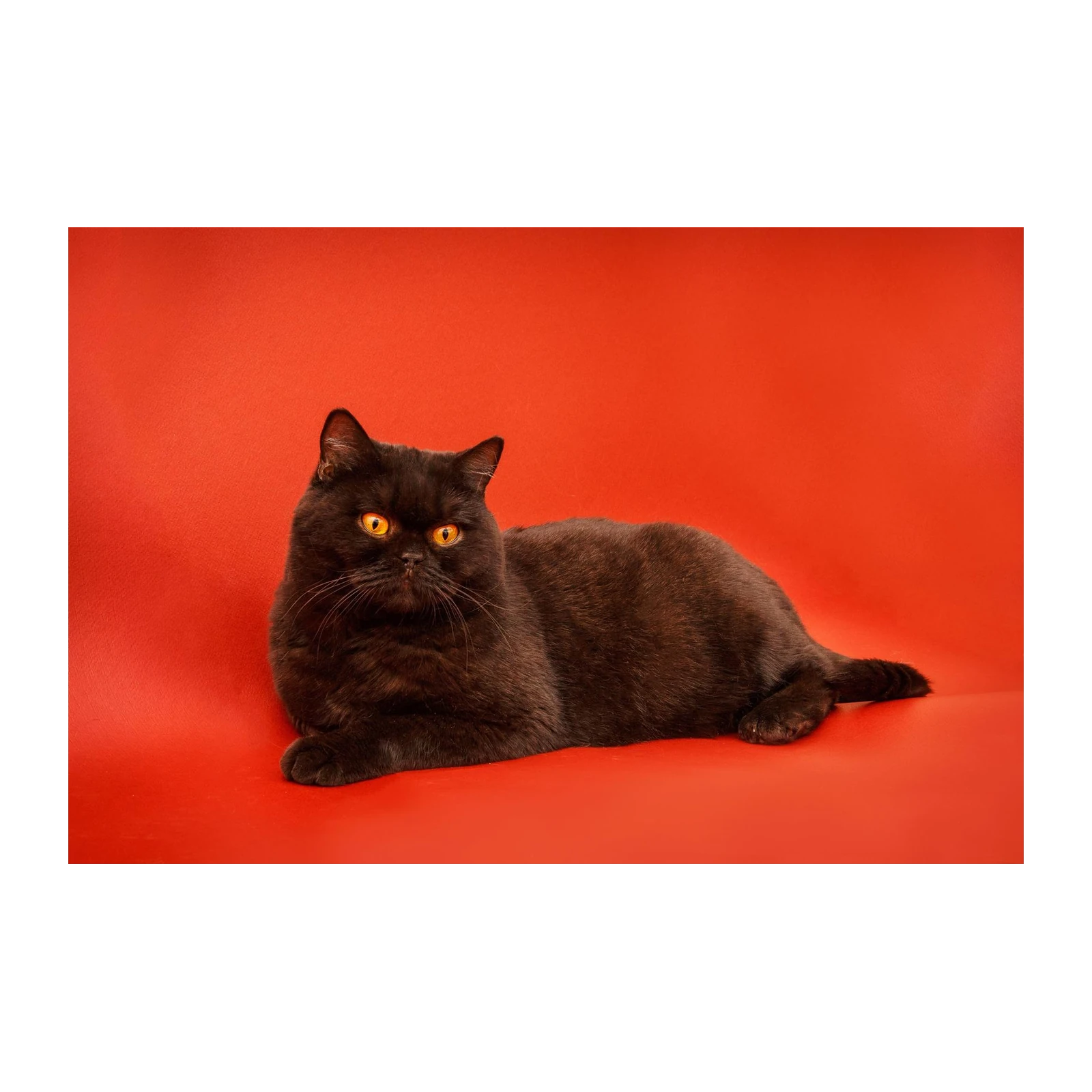 Majestic Black Cat Orange Eyes Wall Art