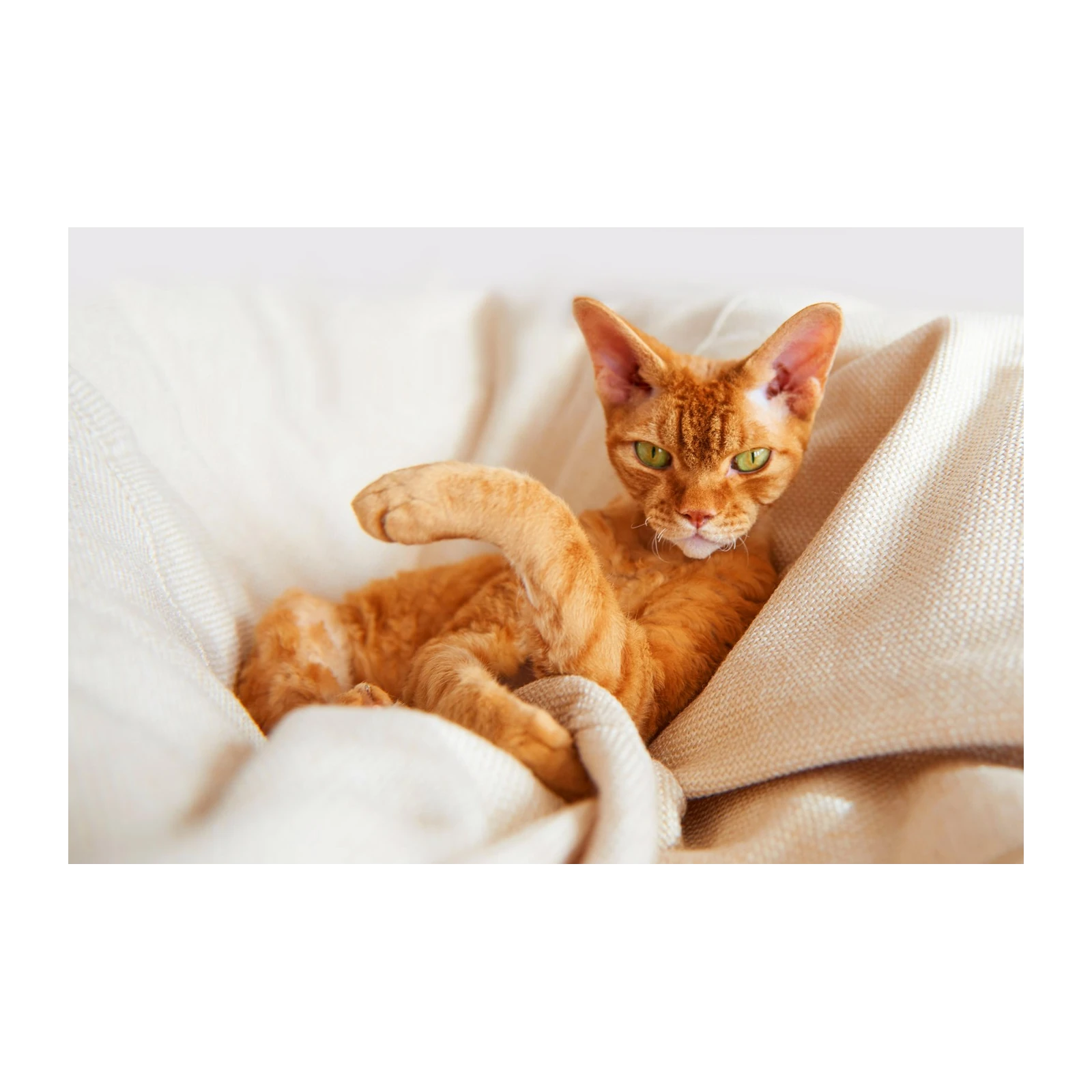 Majestic Ginger Cat's Gaze Wall Art