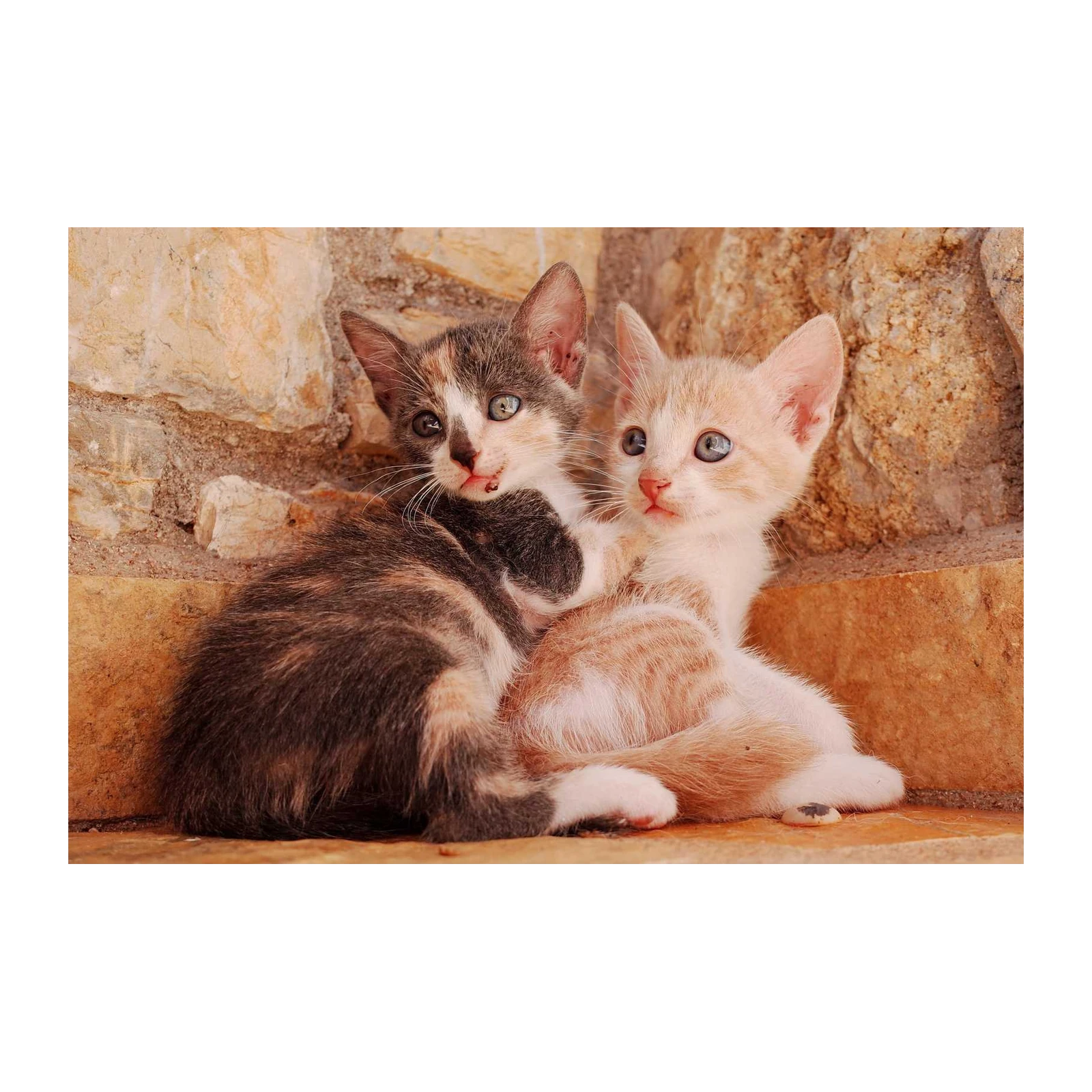 Adorable Kitten Duo Cute Pet Wall Art