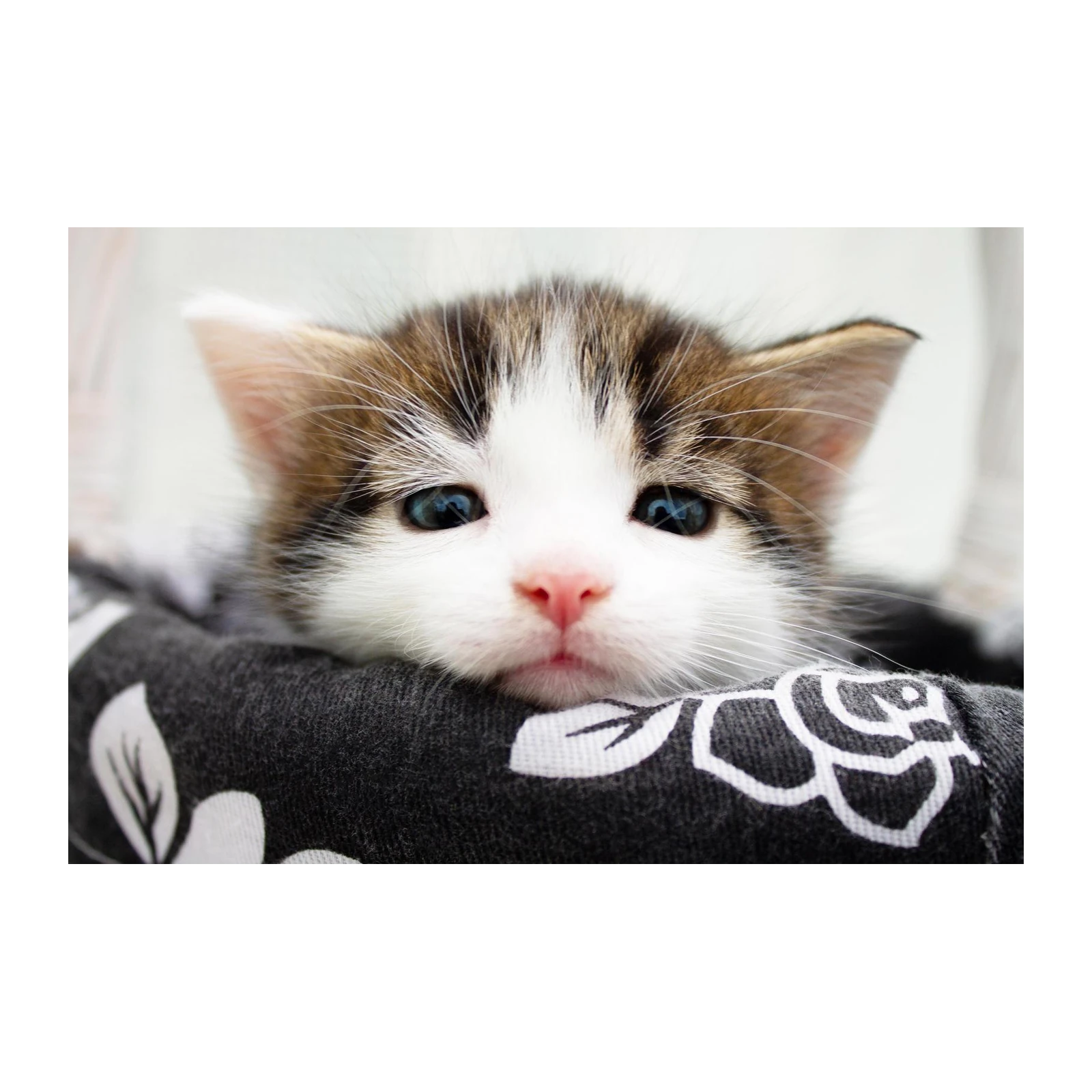Adorable Kitten Face Wall Art