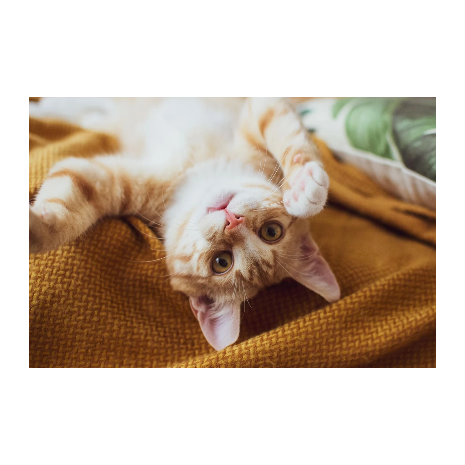 Playful Ginger Kitten Cute Pet Wall Art