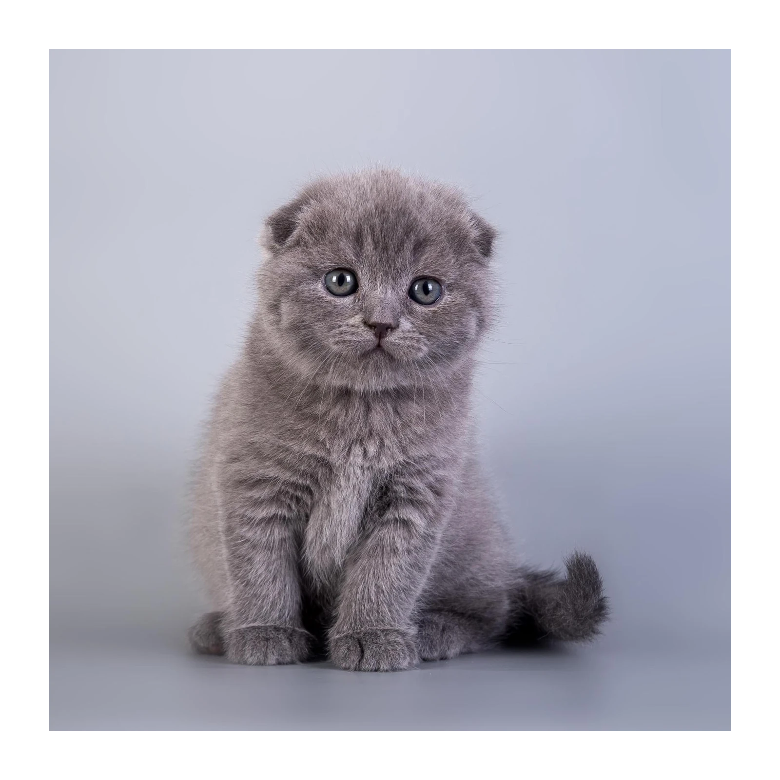 Adorable Grey Kitten Portrait Wall Art