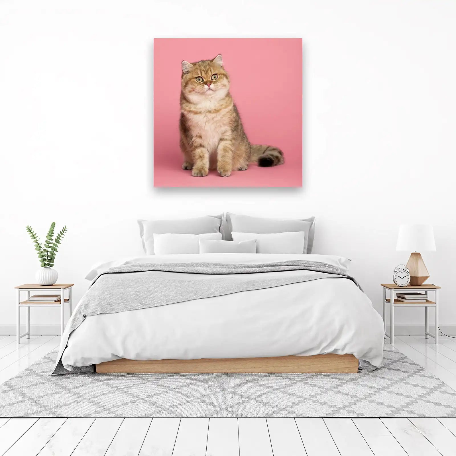 Golden British Shorthair Cat Pink Wall Art