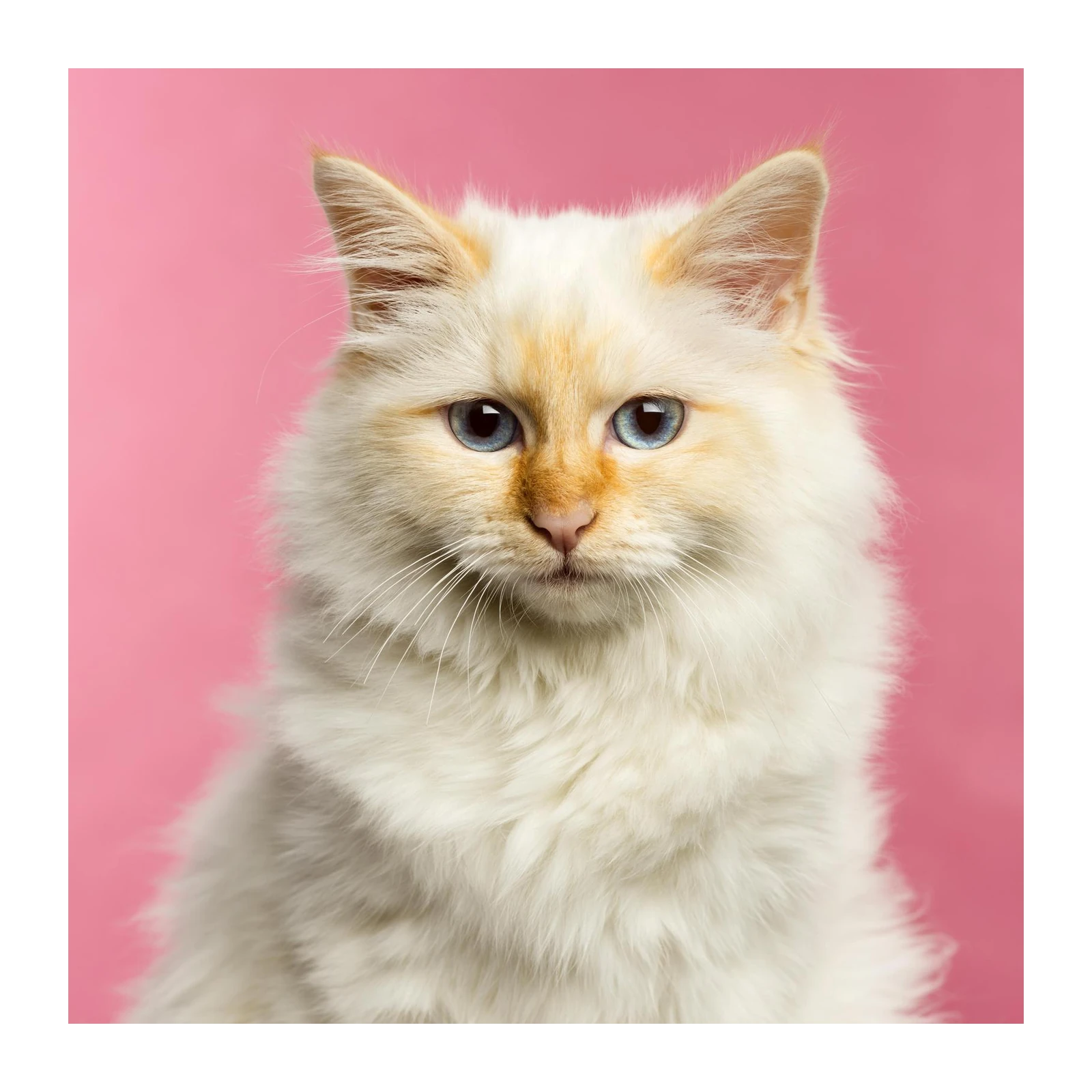 Stunning Blue Eyed Cat Portrait Wall Art
