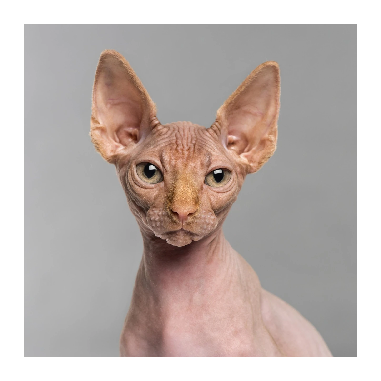 Unique Sphynx Cat Portrait Wall Art