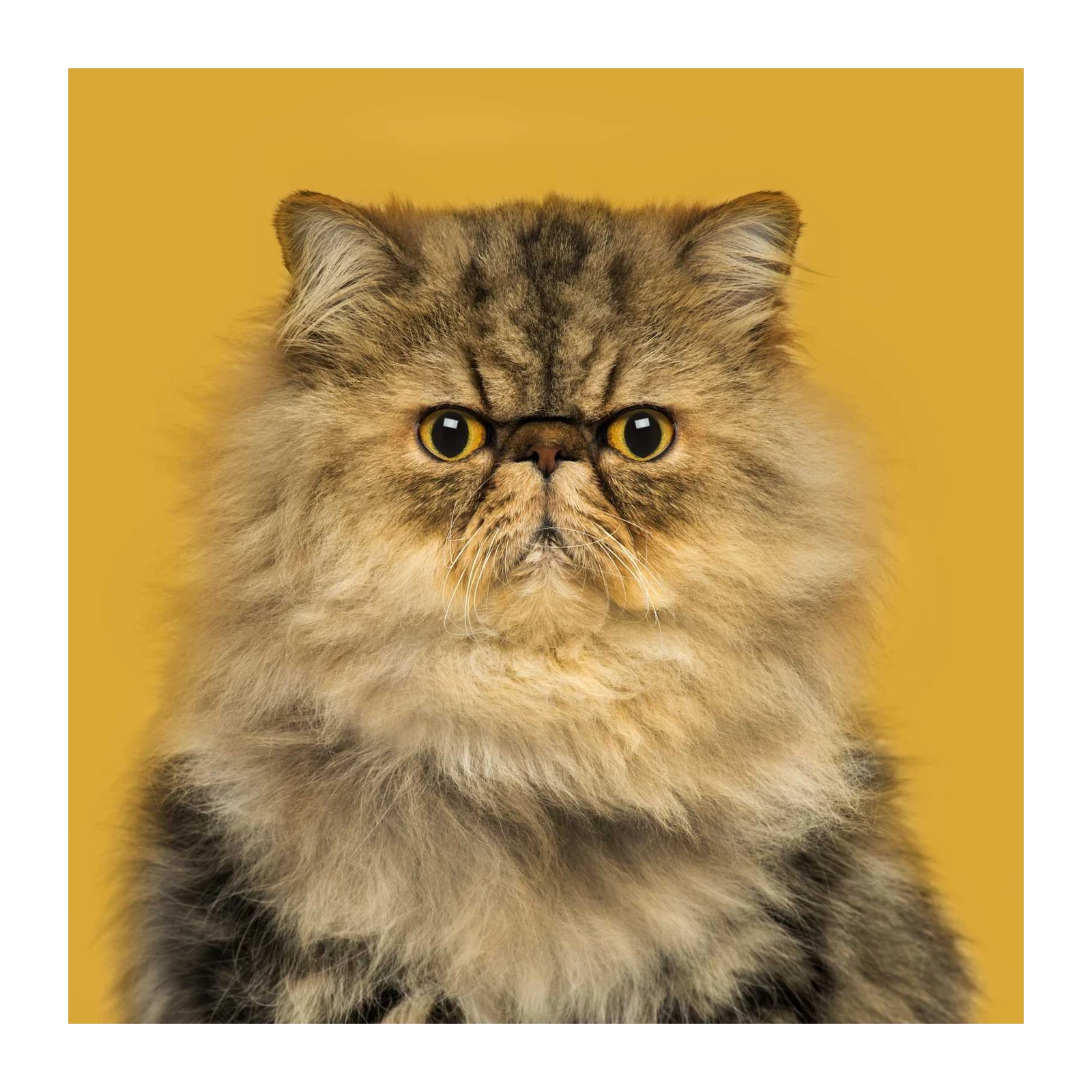 Majestic Persian Cat Portrait Wall Art