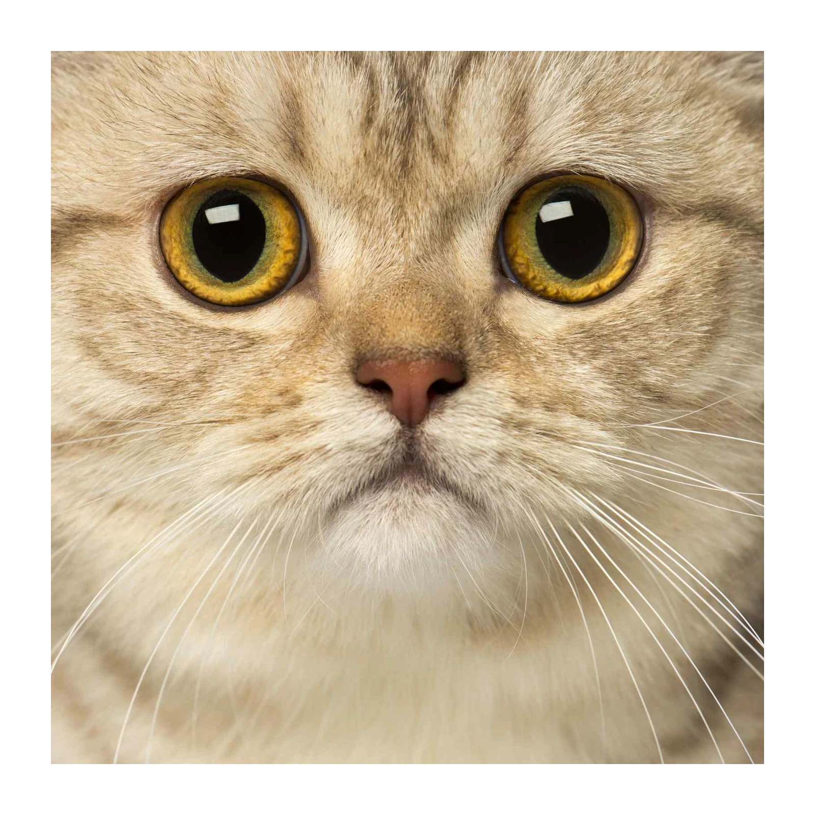 Majestic Golden-Eyed Cat Close-Up Wall Art