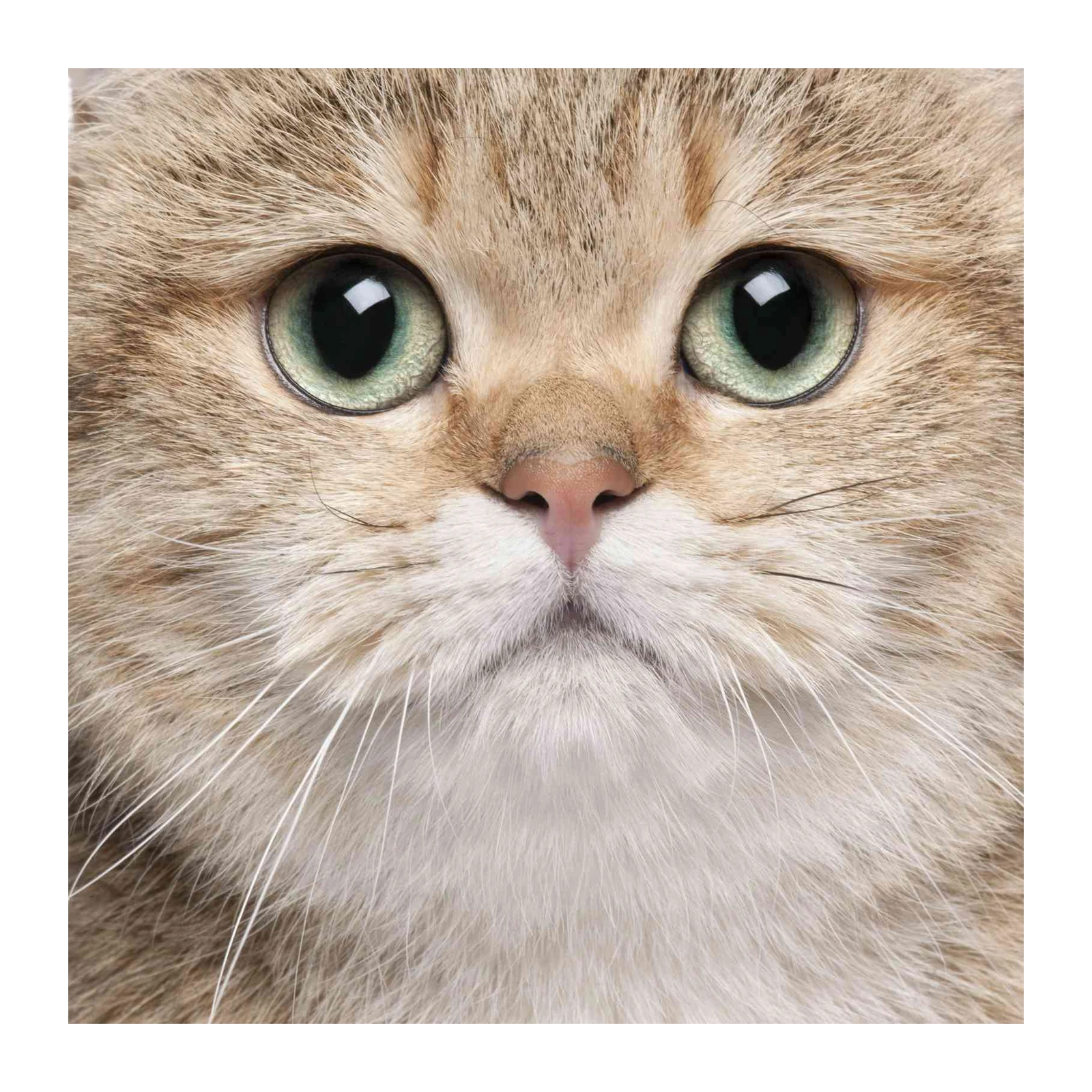 Captivating Green-Eyed Feline Wall Art