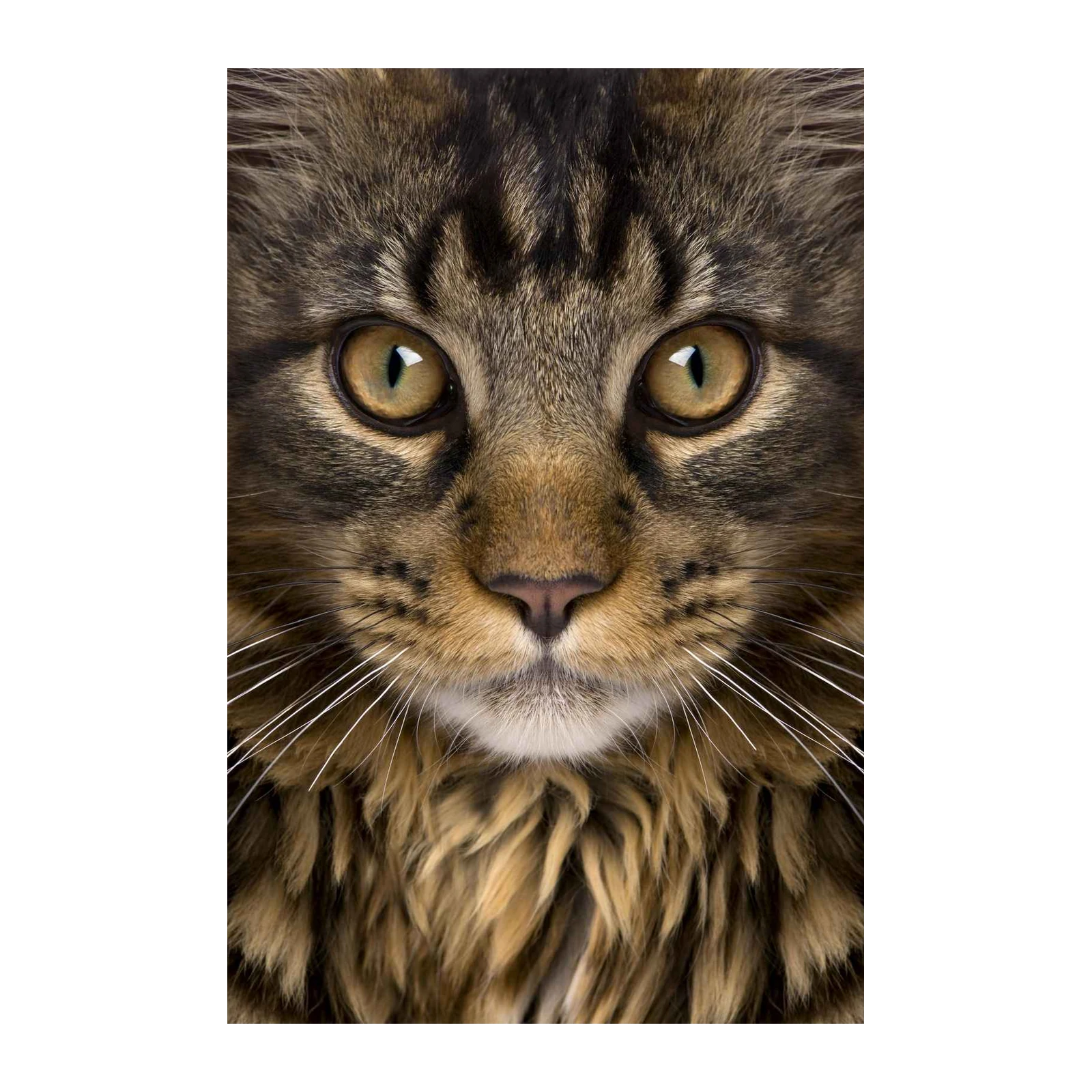 Majestic Maine Coon Cat Face Close-up Wall Art