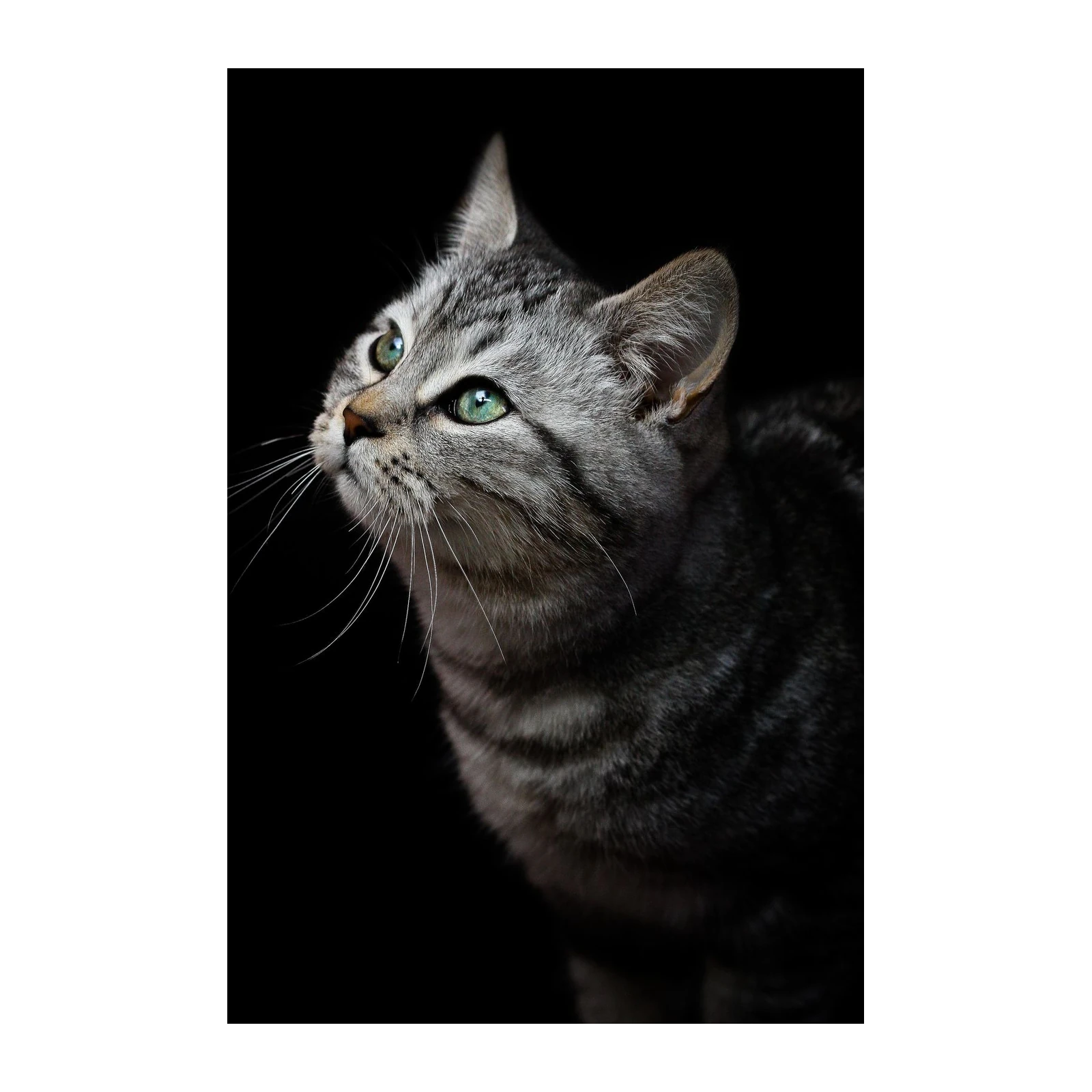 Emerald Eyes Silver Tabby Cat Wall Art
