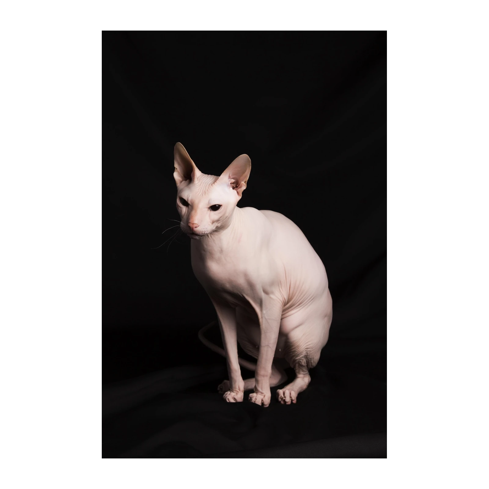 Elegant Sphynx Cat Portrait Wall Art