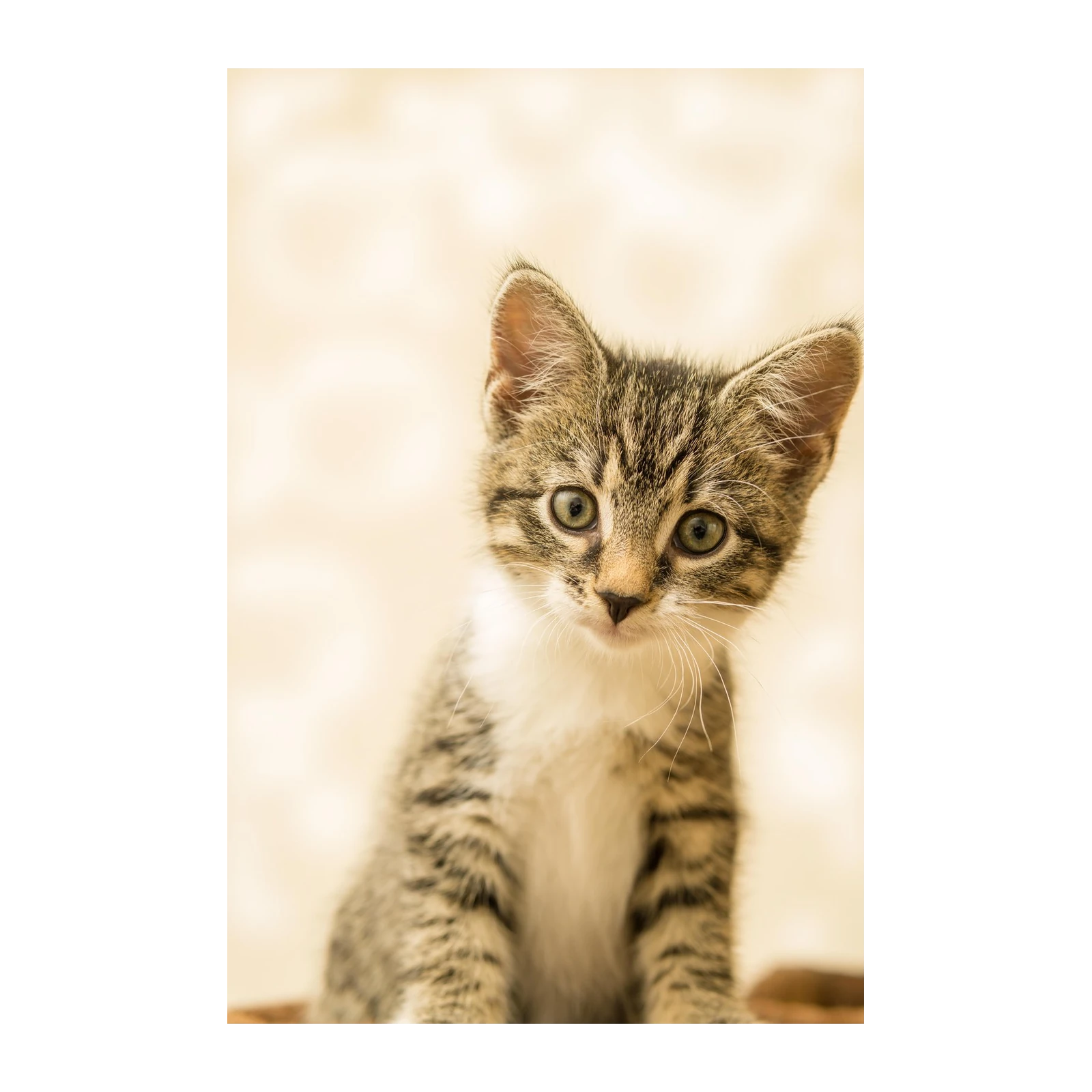 Adorable Kitten Portrait Wall Art - Pet Art