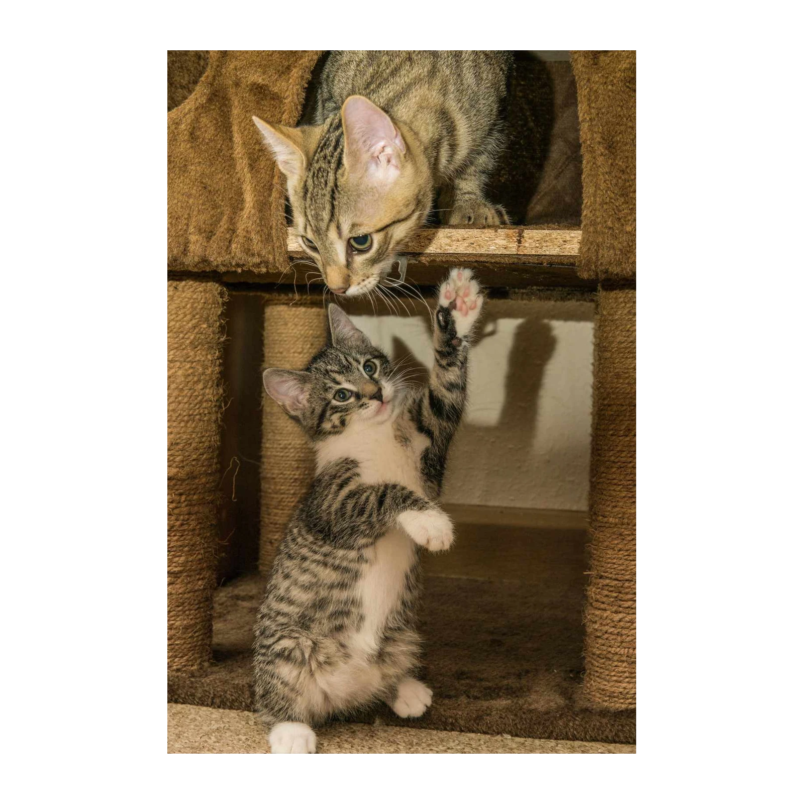 Playful Kittens Reaching for Fun Wall Art