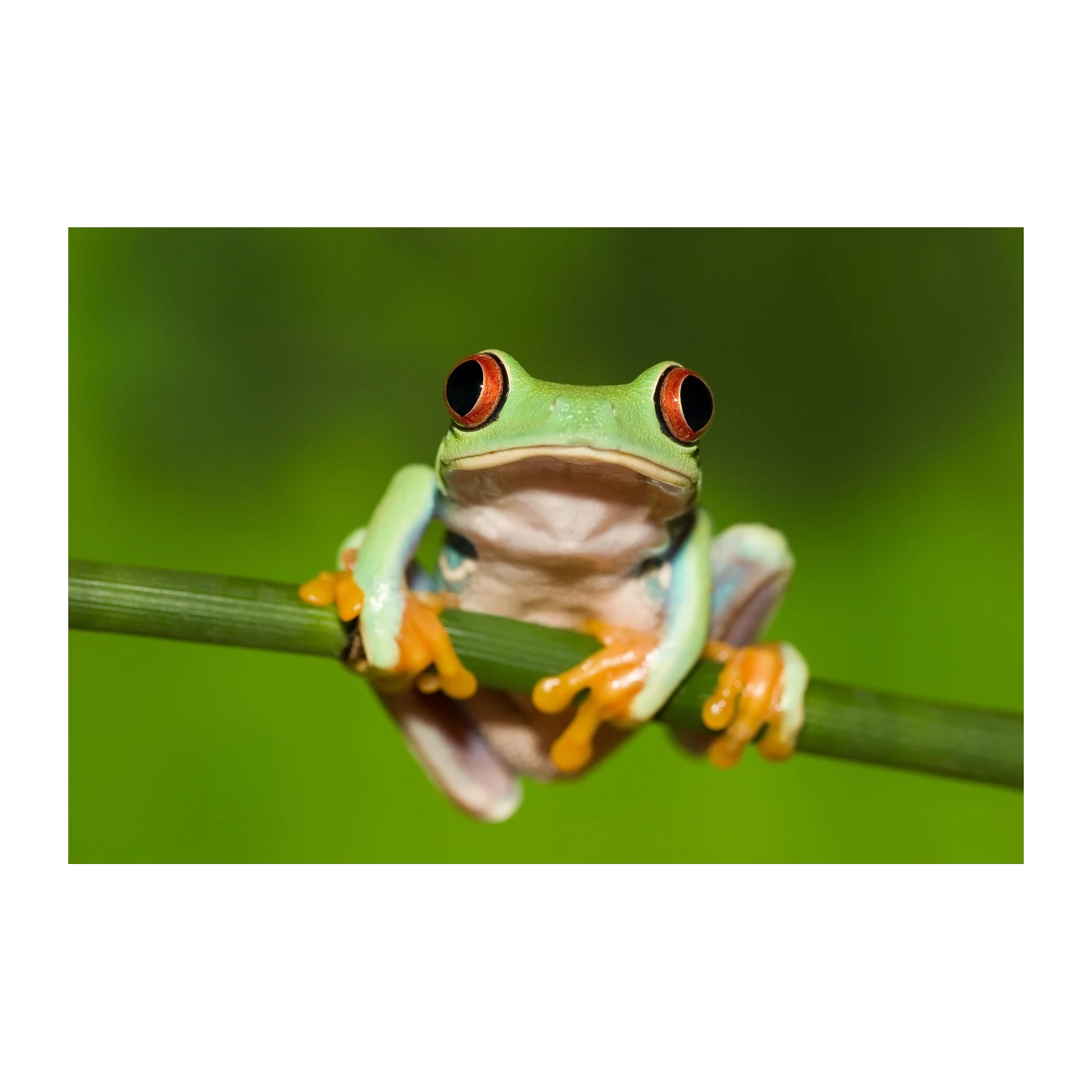 Vibrant Red-Eyed Tree Frog Nature Wall Art