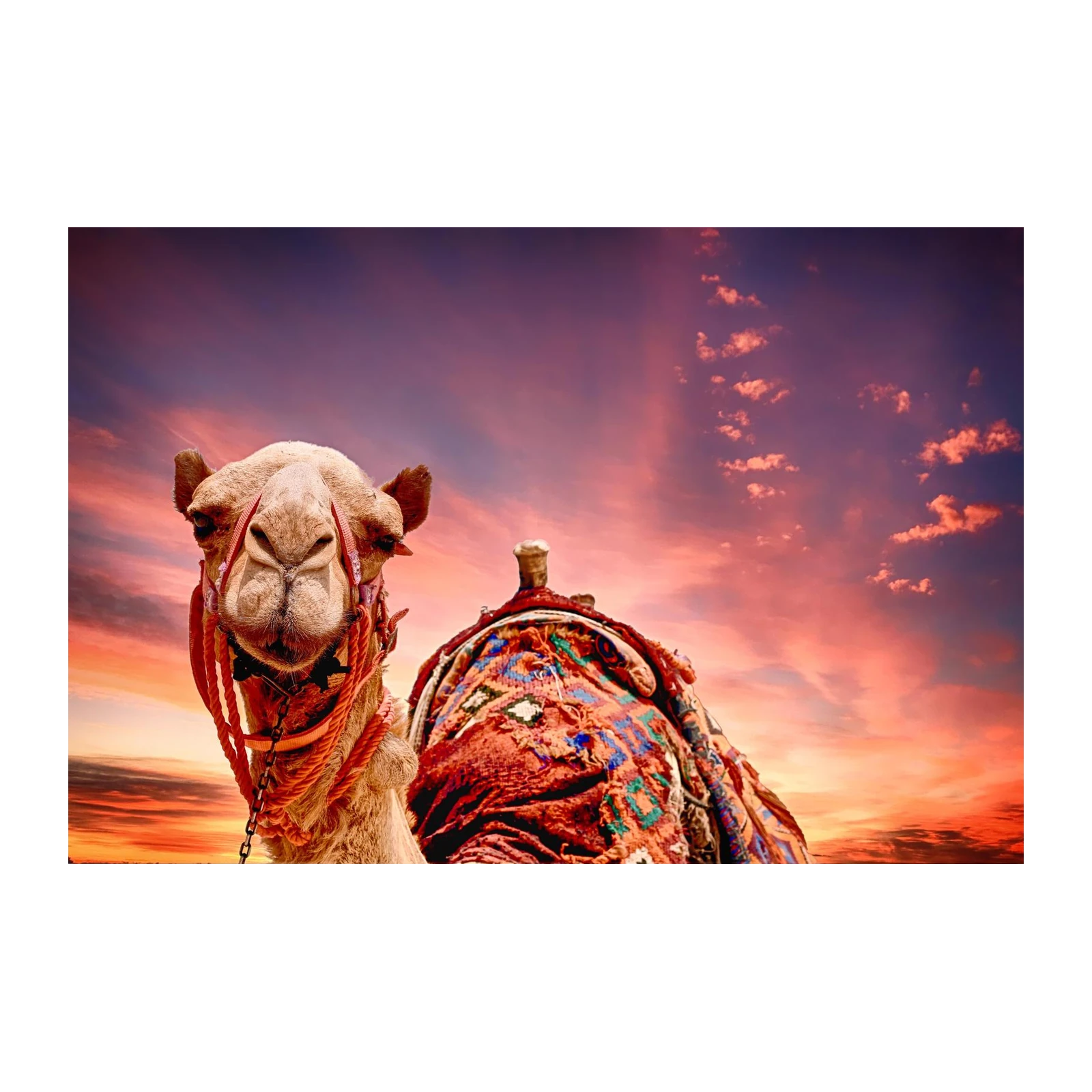 Majestic Camel Desert Sunset Wall Art