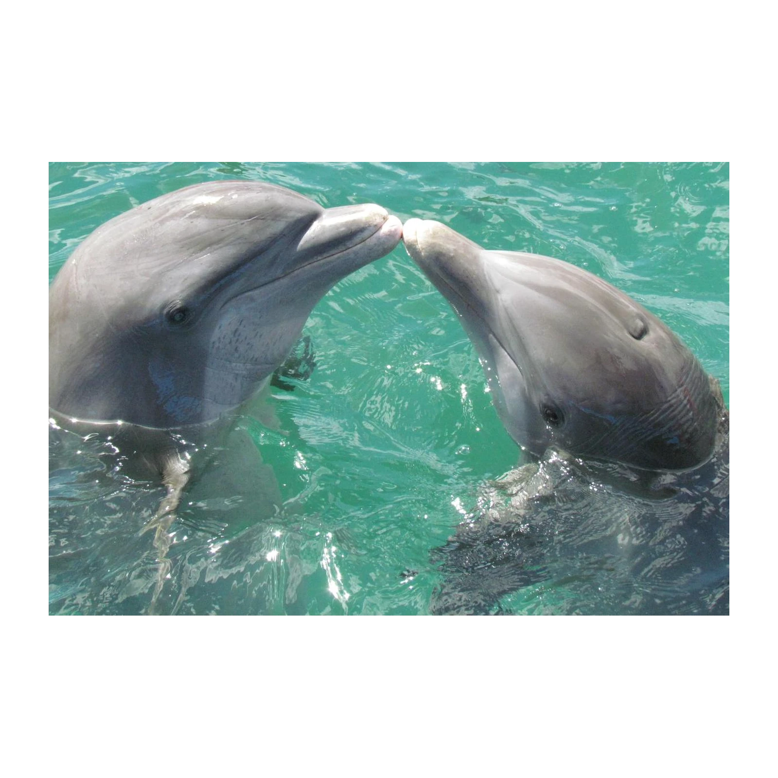 Dolphin Kiss Turquoise Ocean Wall Art