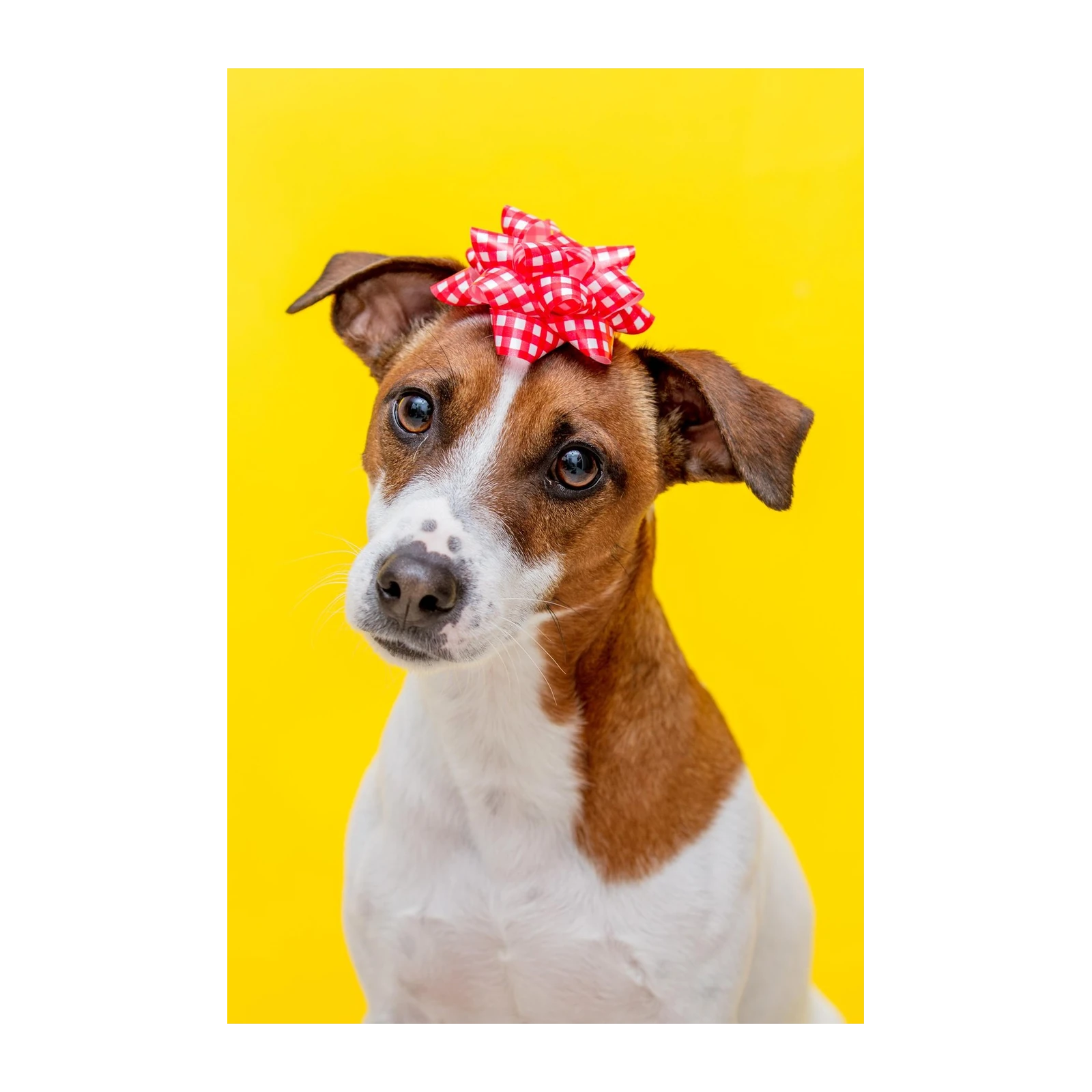 Adorable Jack Russell Dog with Red Bow Wall Art