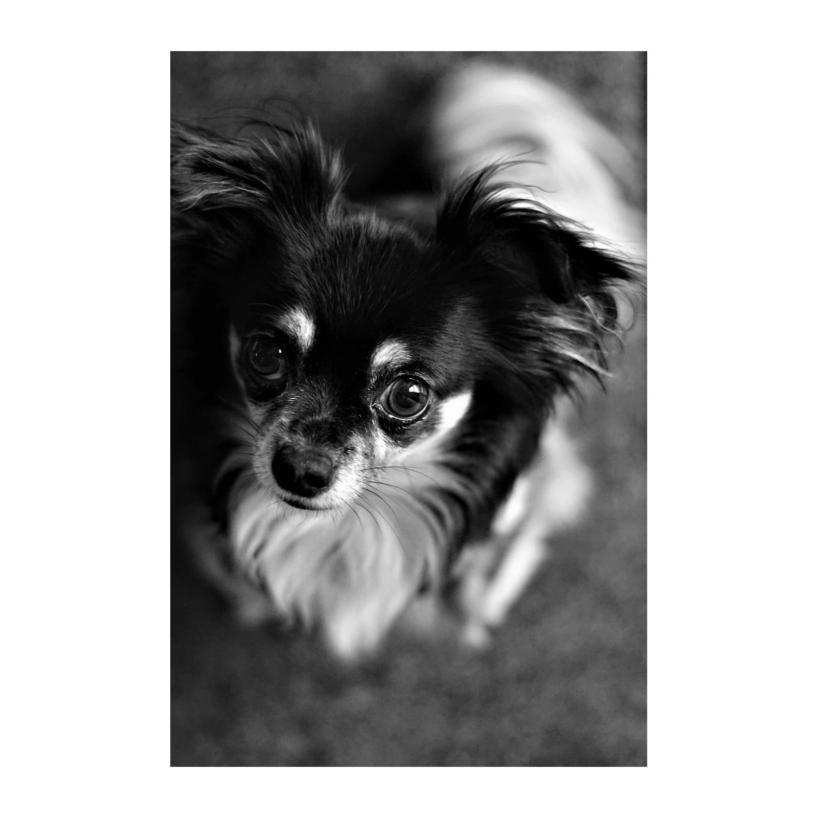 Soulful Chihuahua Eyes B&W Wall Art