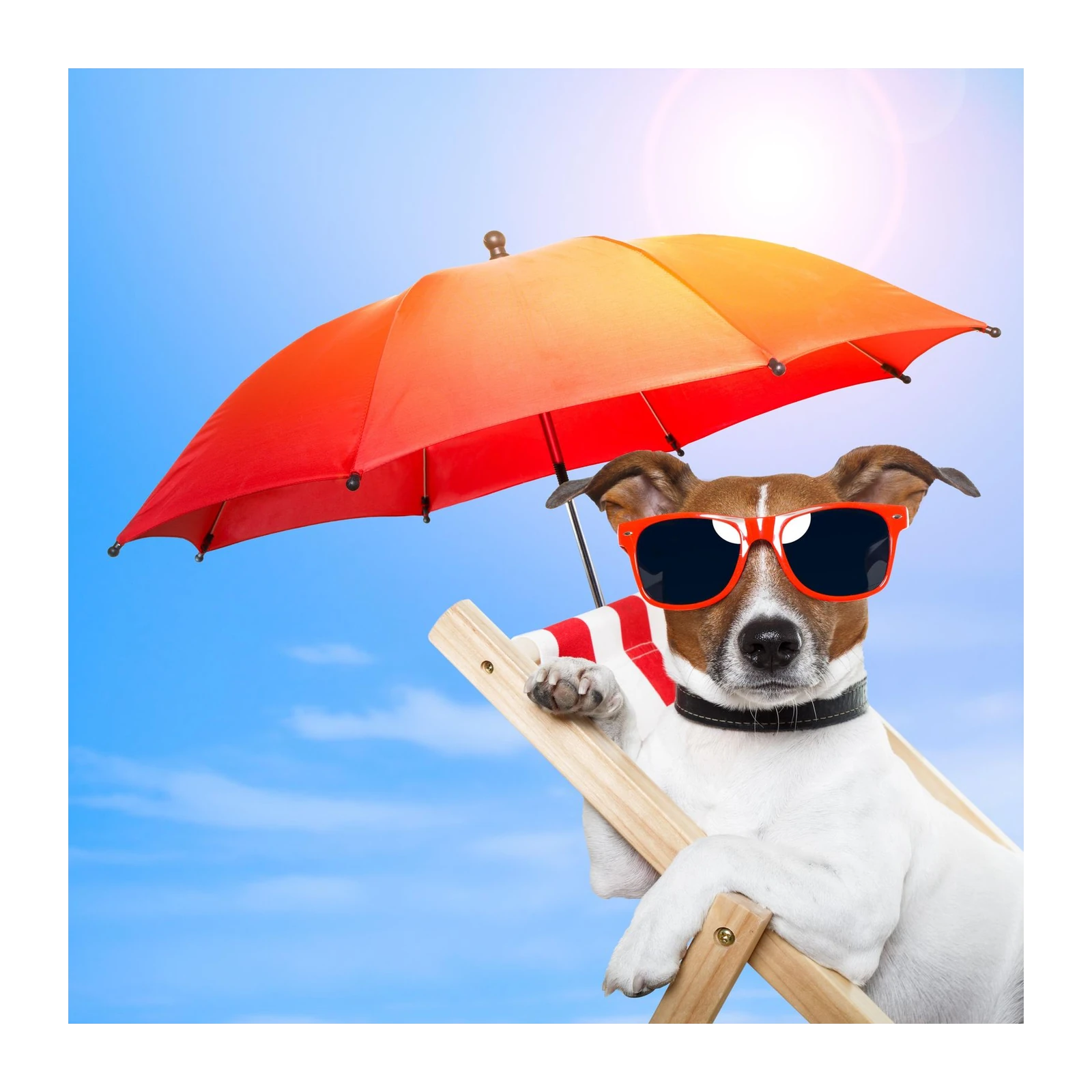 Cool Dog Beach Vibes Wall Art