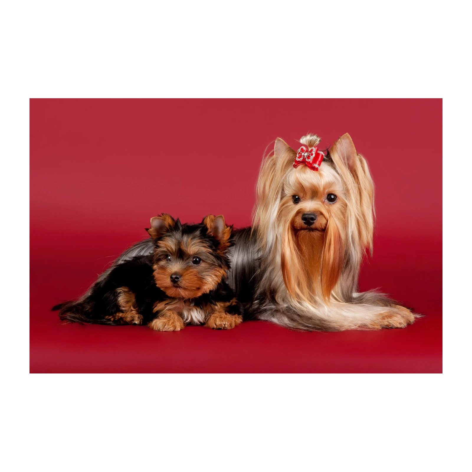 Adorable Yorkshire Terriers Wall Art - Dog Art