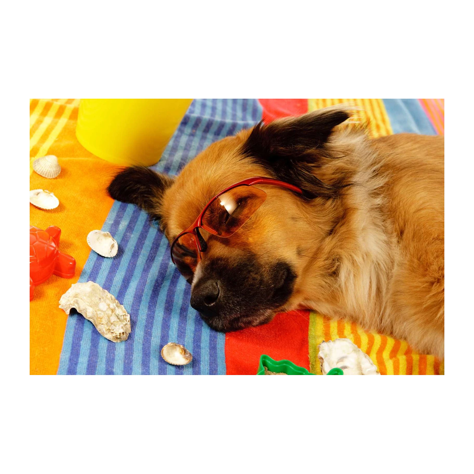 Cool Dog Beach Vibes Wall Art