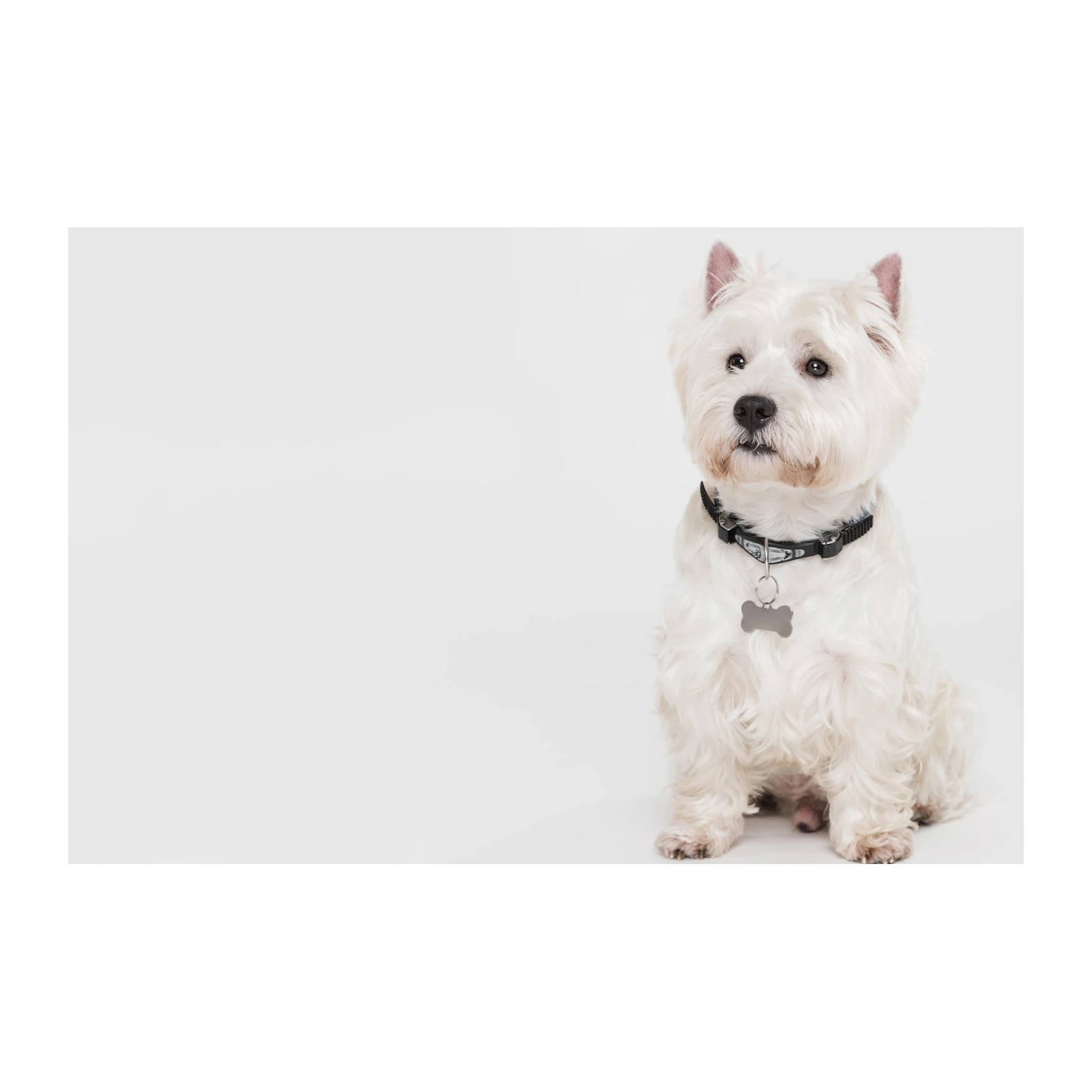 Adorable Westie Portrait Wall Art