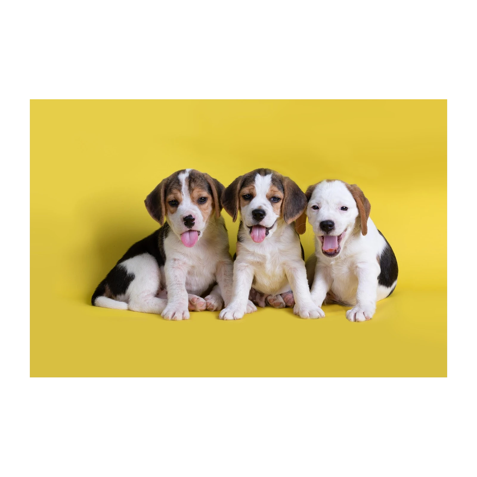 Adorable Beagle Puppies Trio Wall Art
