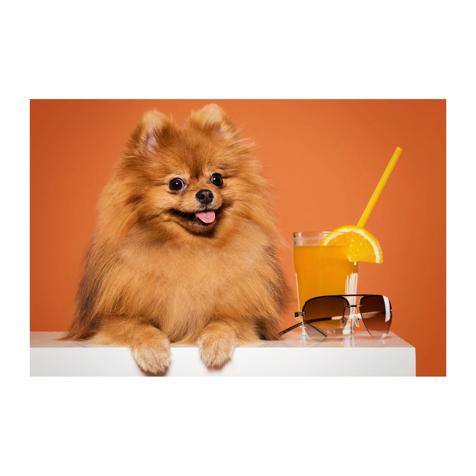 Chic Pomeranian with Orange Juice Wall Art