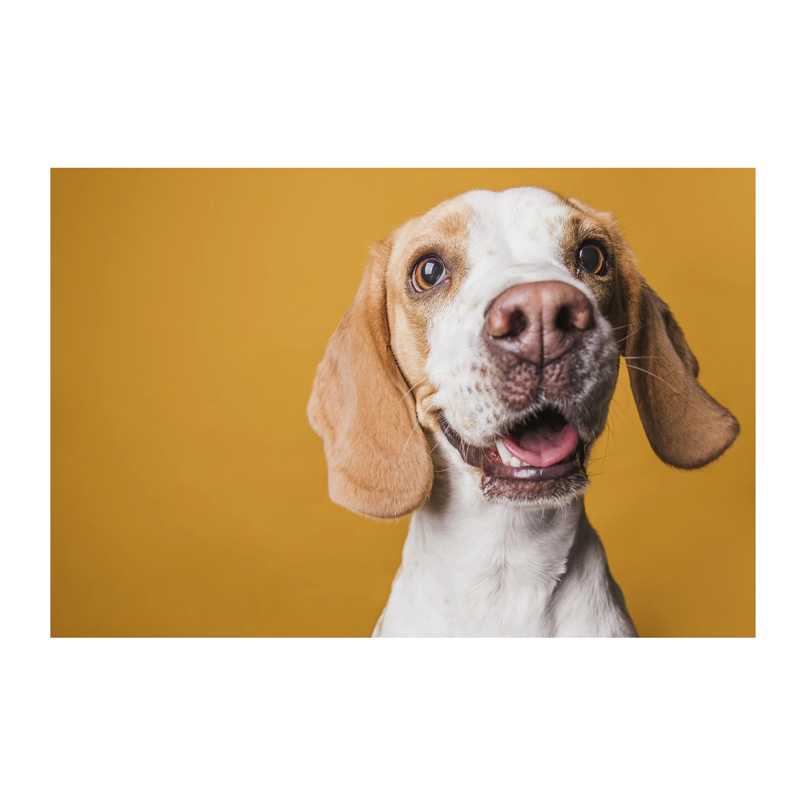 Happy Beagle Portrait Wall Art