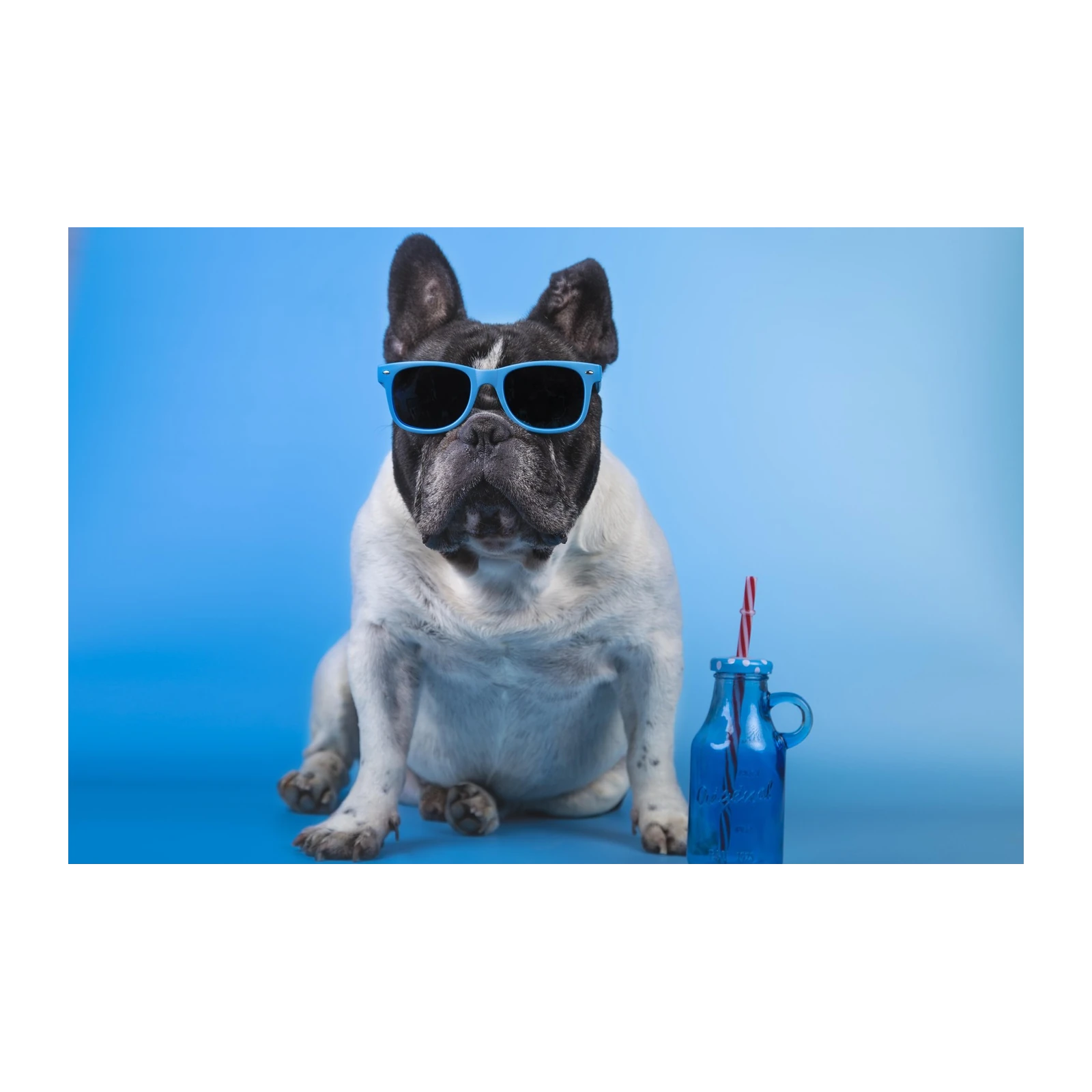 Cool Frenchie Dog Sunglasses Beach Vibes Wall Art