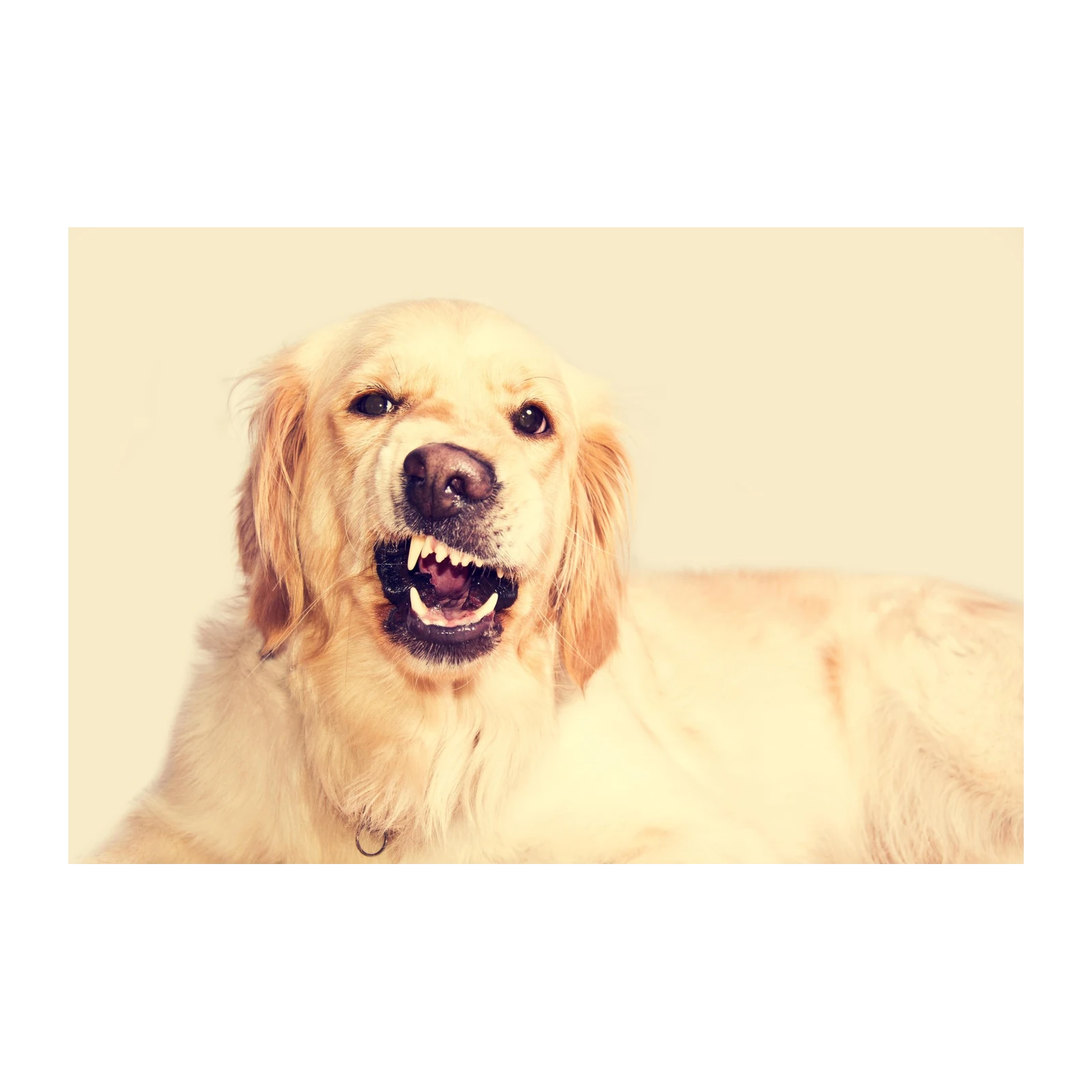 Grumpy Golden Retriever Funny Dog Wall Art