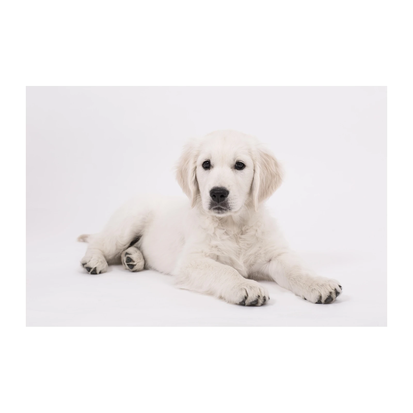 Adorable Golden Retriever Puppy Wall Art