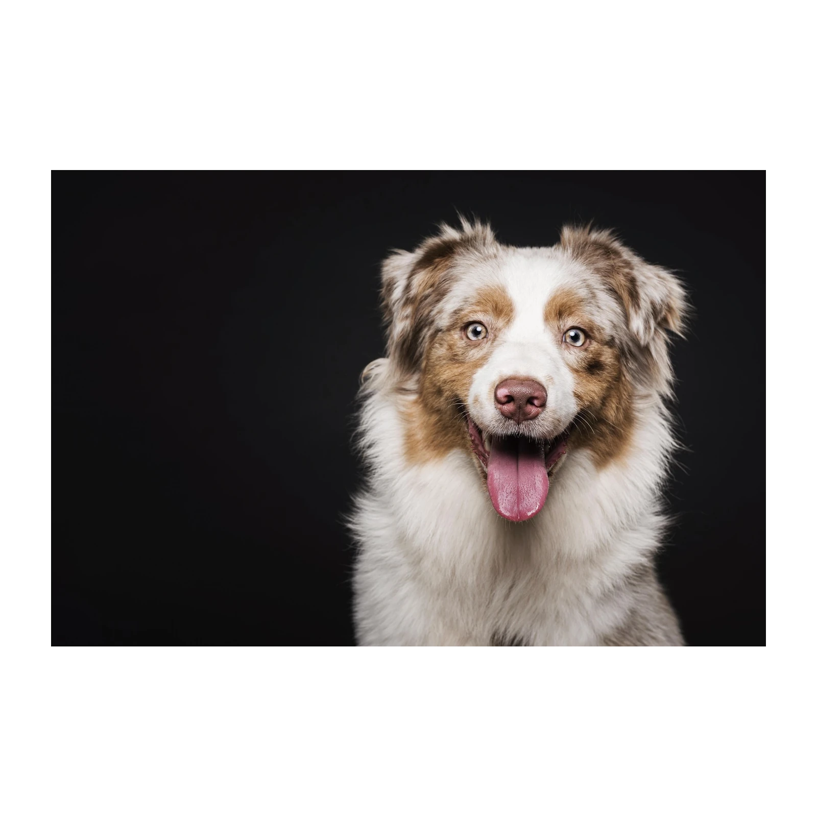 Joyful Australian Shepherd Dog Portrait Wall Art