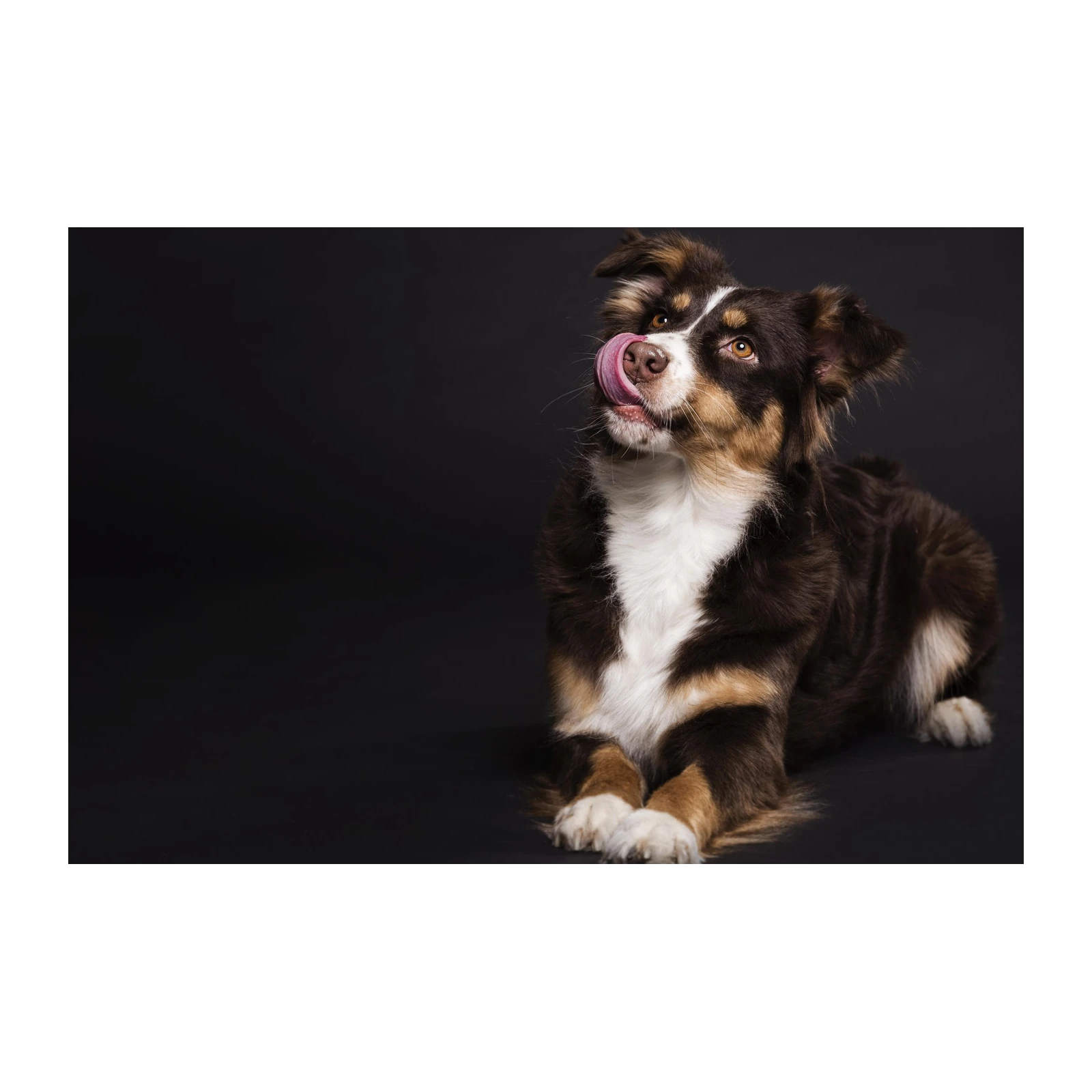 Playful Aussie Licking Dog Portrait Wall Art