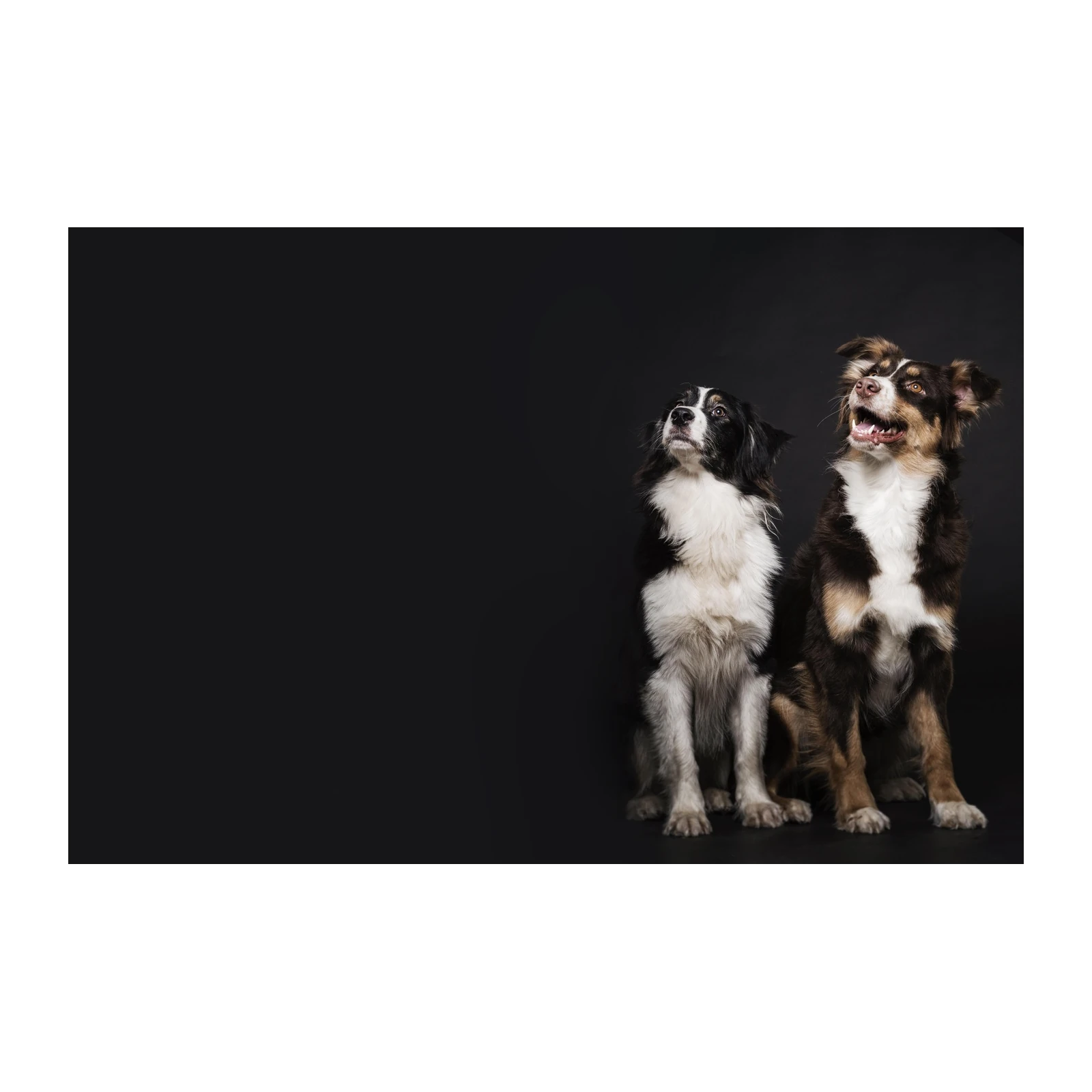 Loyal Companions Australian Shepherd Wall Art