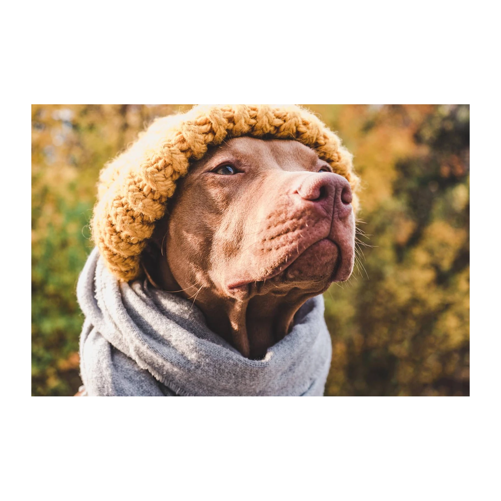 Cozy Dog Autumn Style Wall Art