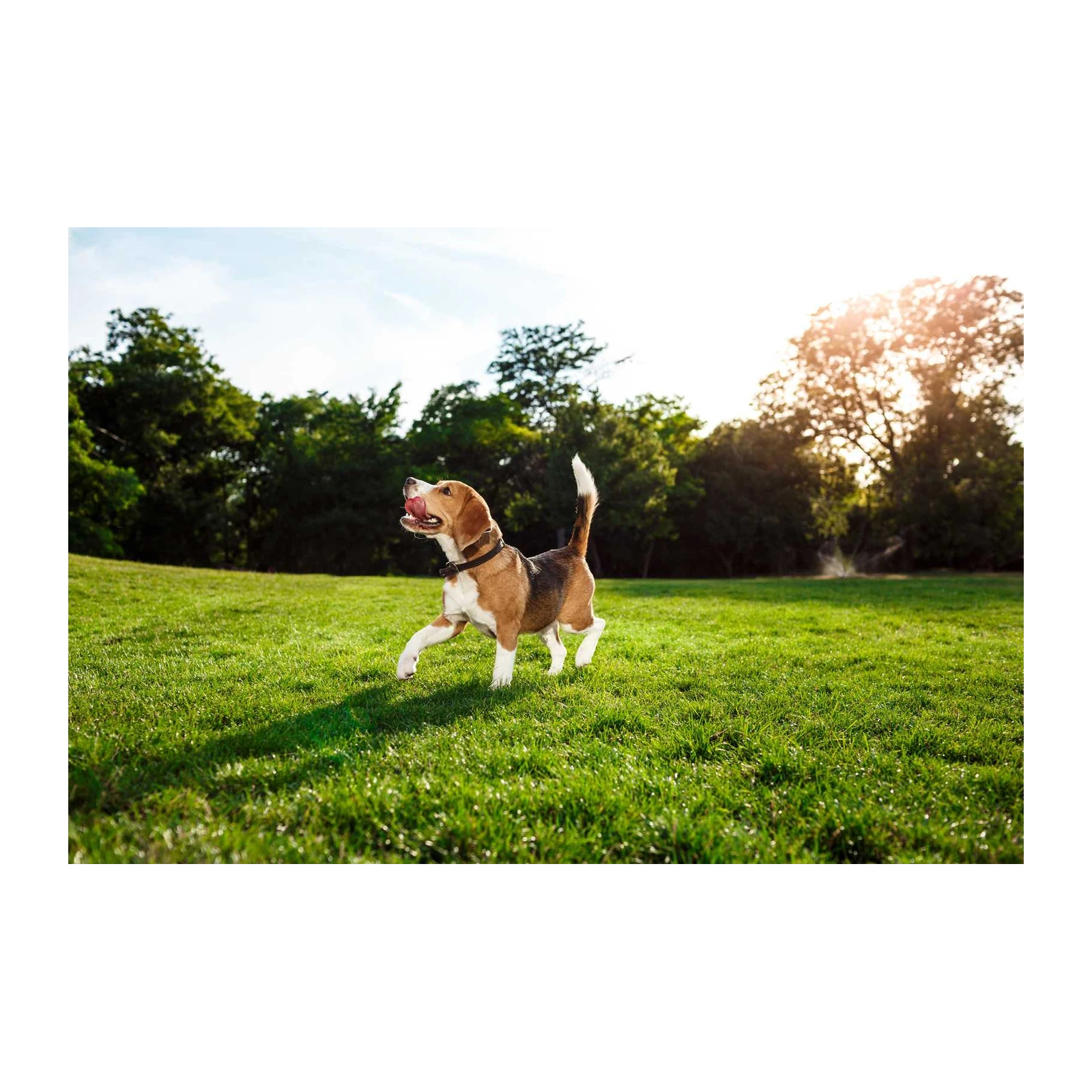Joyful Beagle Running in Park Wall Art