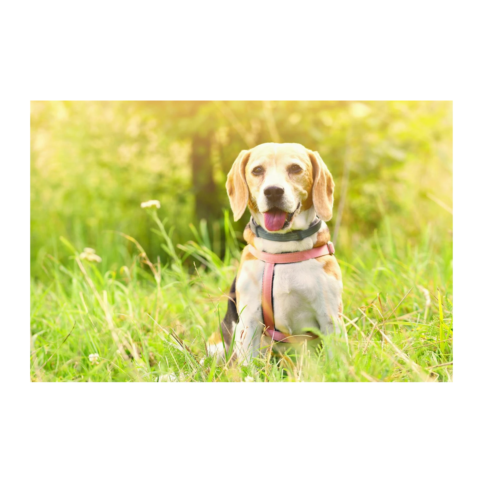 Happy Beagle in Sunny Meadow Wall Art