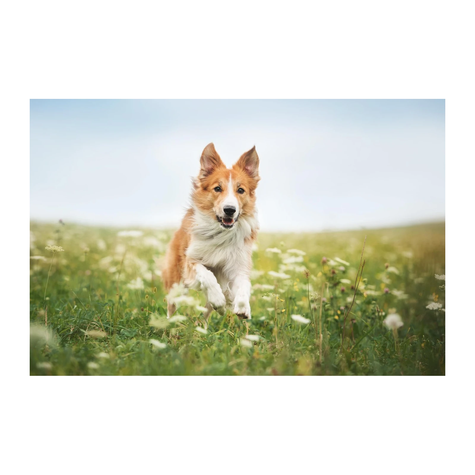 Joyful Border Collie Field Run Wall Art