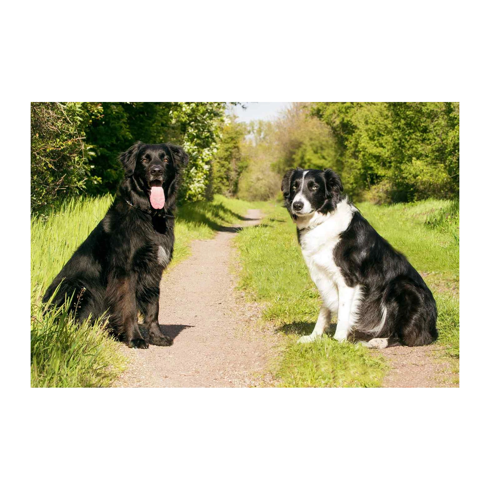 Loyal Companions: Dog Duo Nature Wall Art