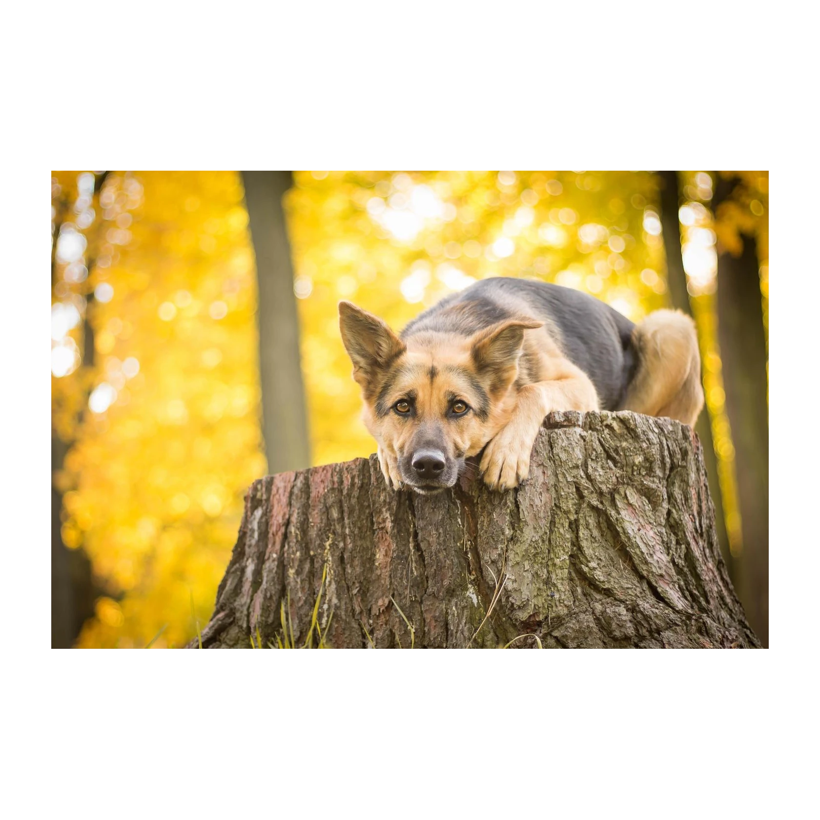 Loyal German Shepherd Autumn Scene Wall Art