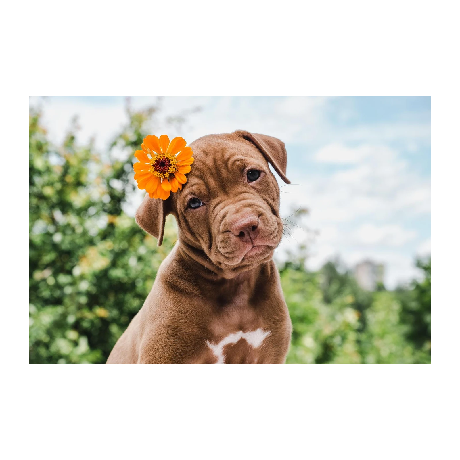Adorable Puppy with Flower Wall Art