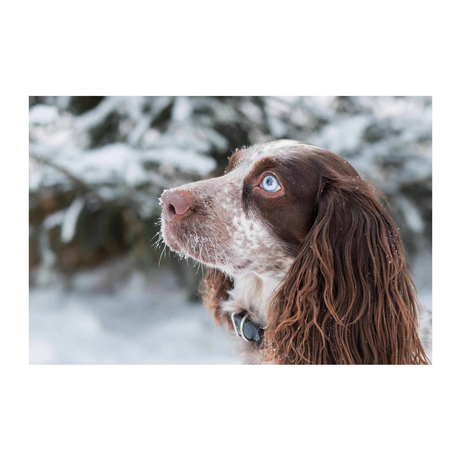 Blue-Eyed Snow Dog Wall Art