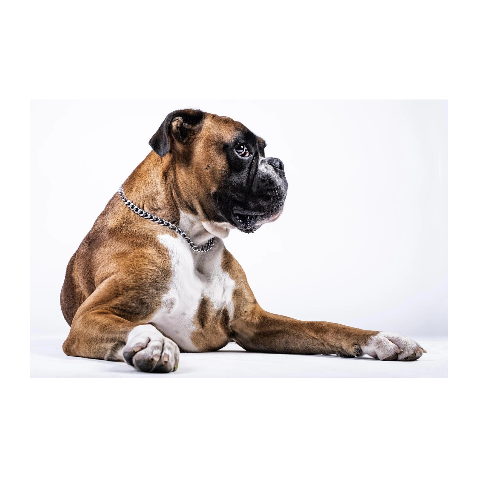 Majestic Boxer Dog Portrait Wall Art | Pet Art